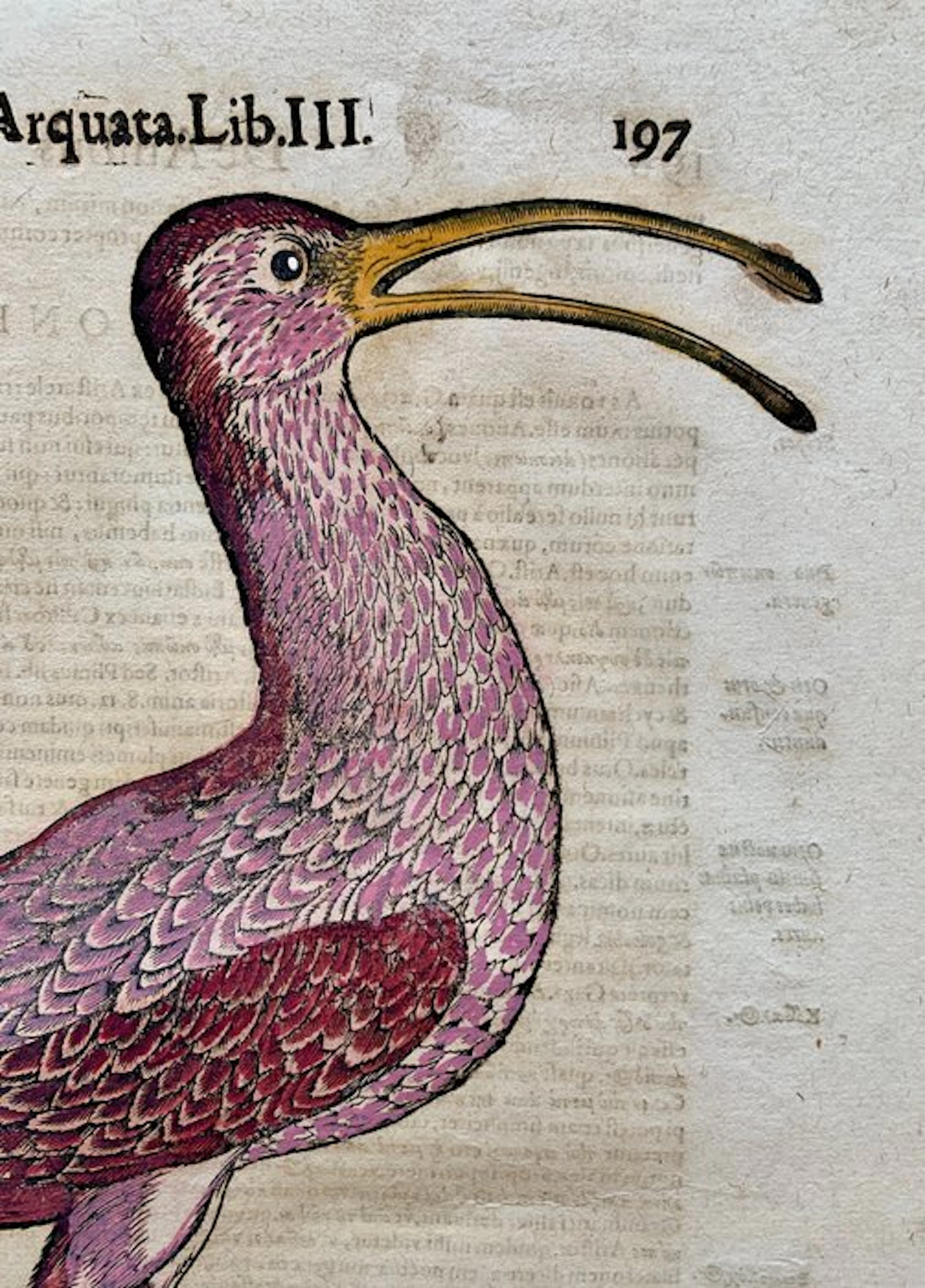 Conrad Gesner - Vogelbuch - 1617