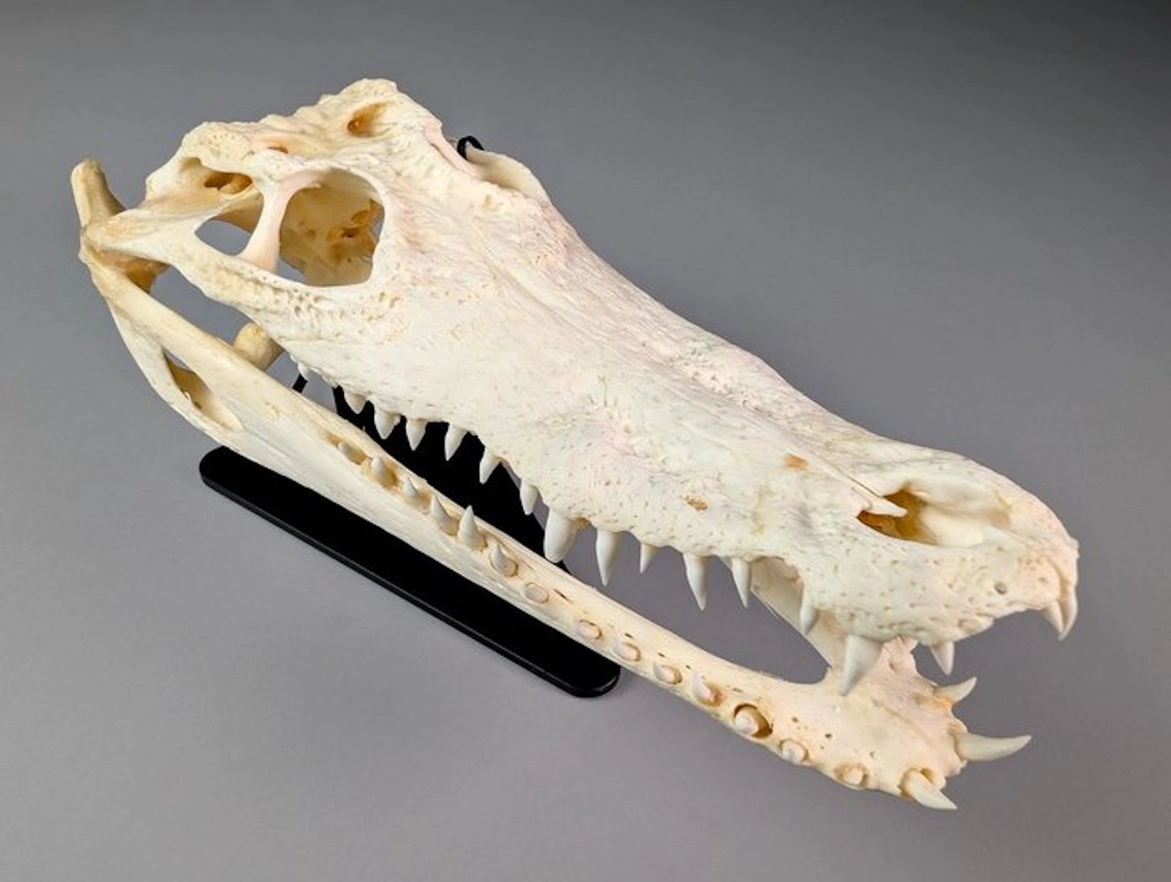 Siamese crocodile (EU bidders ONLY) Skull - Crocodylus...