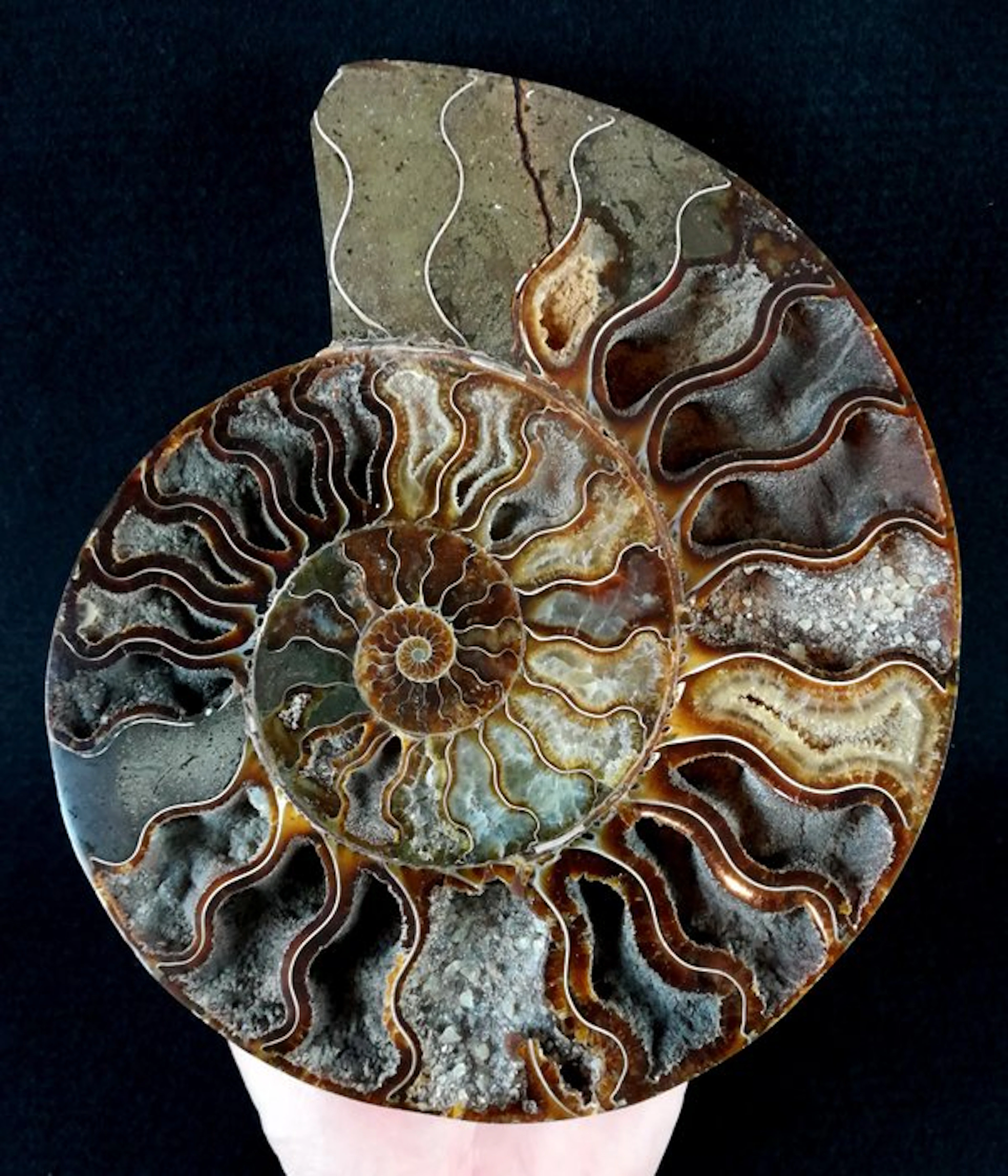 Ammonite - Fossilised animal - Aioloceras (Cleoniceras)...