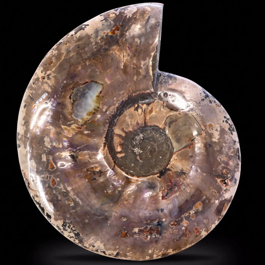 Rare! - XXL Rainbow Ammonite - Geode - 31x27x6 cm- 5.7 kg