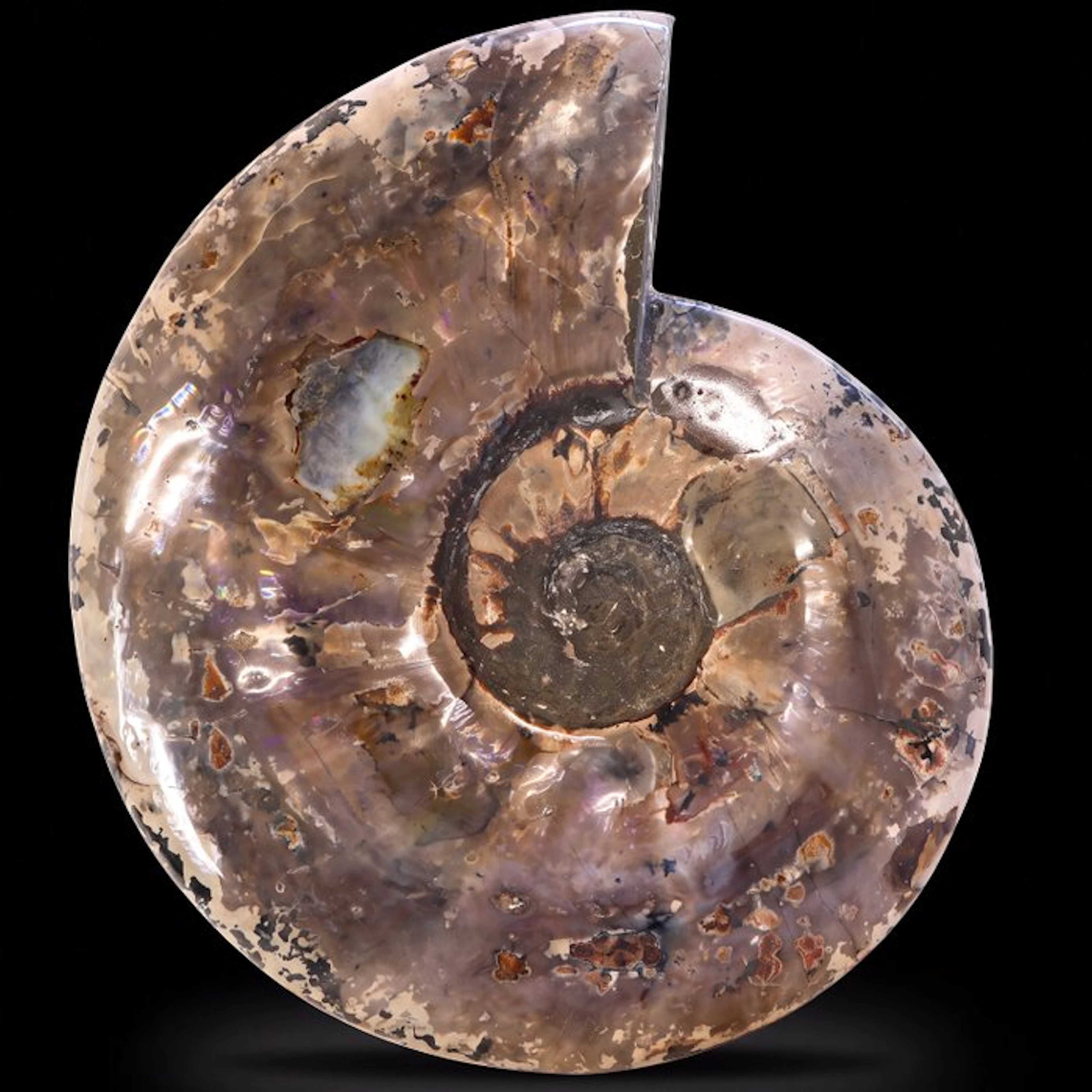 Rare! - XXL Rainbow Ammonite - Geode - 31x27x6 cm- 5.7 kg