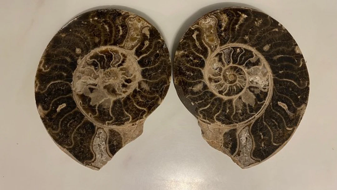 Ammonite - Fossilised animal - Cephalopoda Ammonoidea - 22 cm - 18 cm
