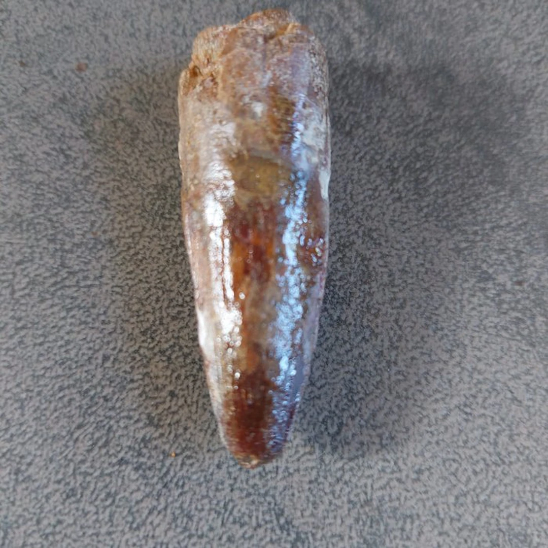 Dinosaur - Fossil tooth - Spinosaurus aegyptiacus - 55 mm...