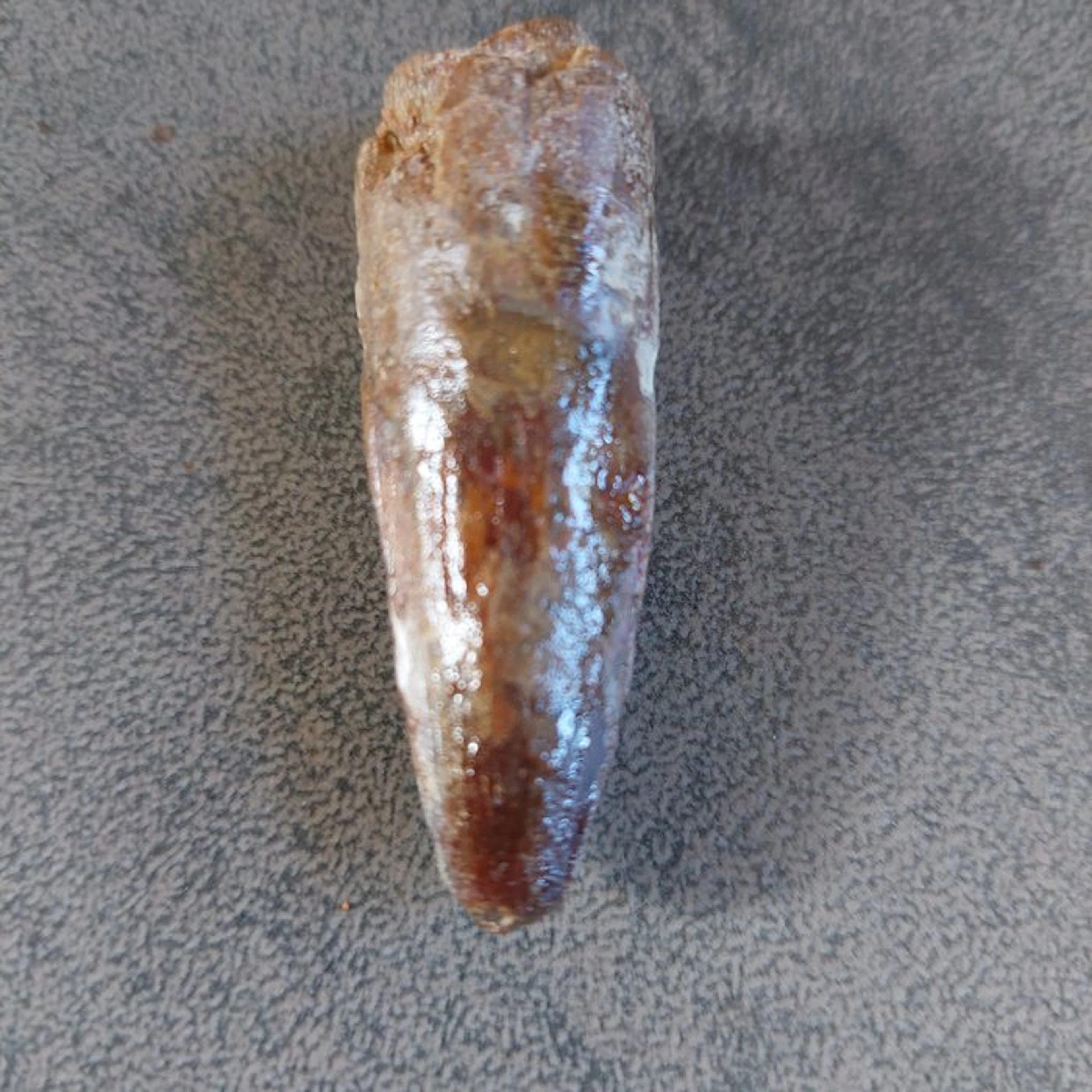 Dinosaur - Fossil tooth - Spinosaurus aegyptiacus - 55 mm...