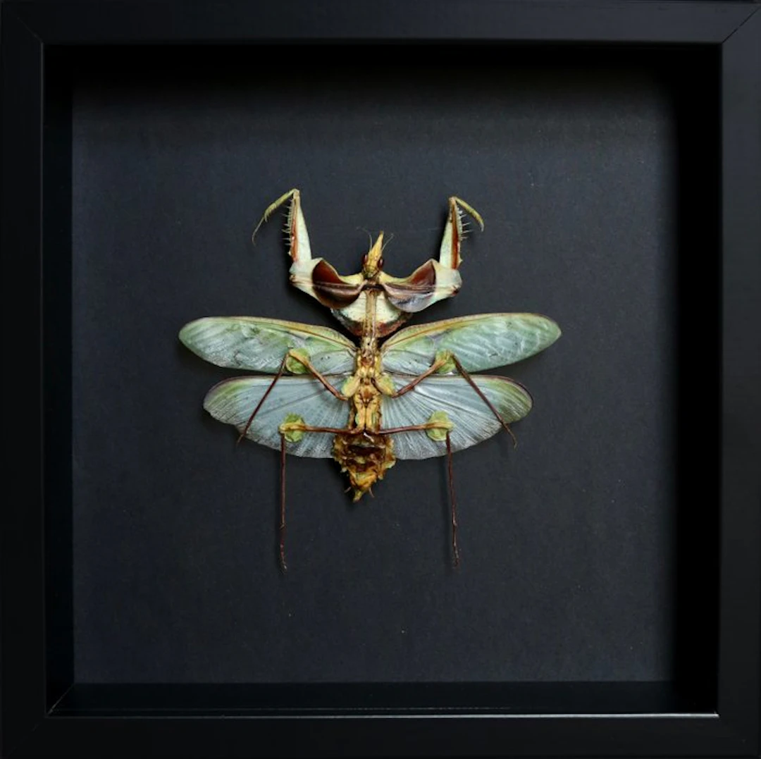 mante Taxidermy full body mount - Idolomantis diabolica...