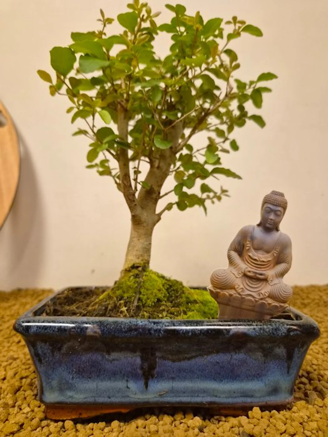 Privet bonsai (Ligustrum) - Height (Tree): 25 cm - Depth (Tree): 14