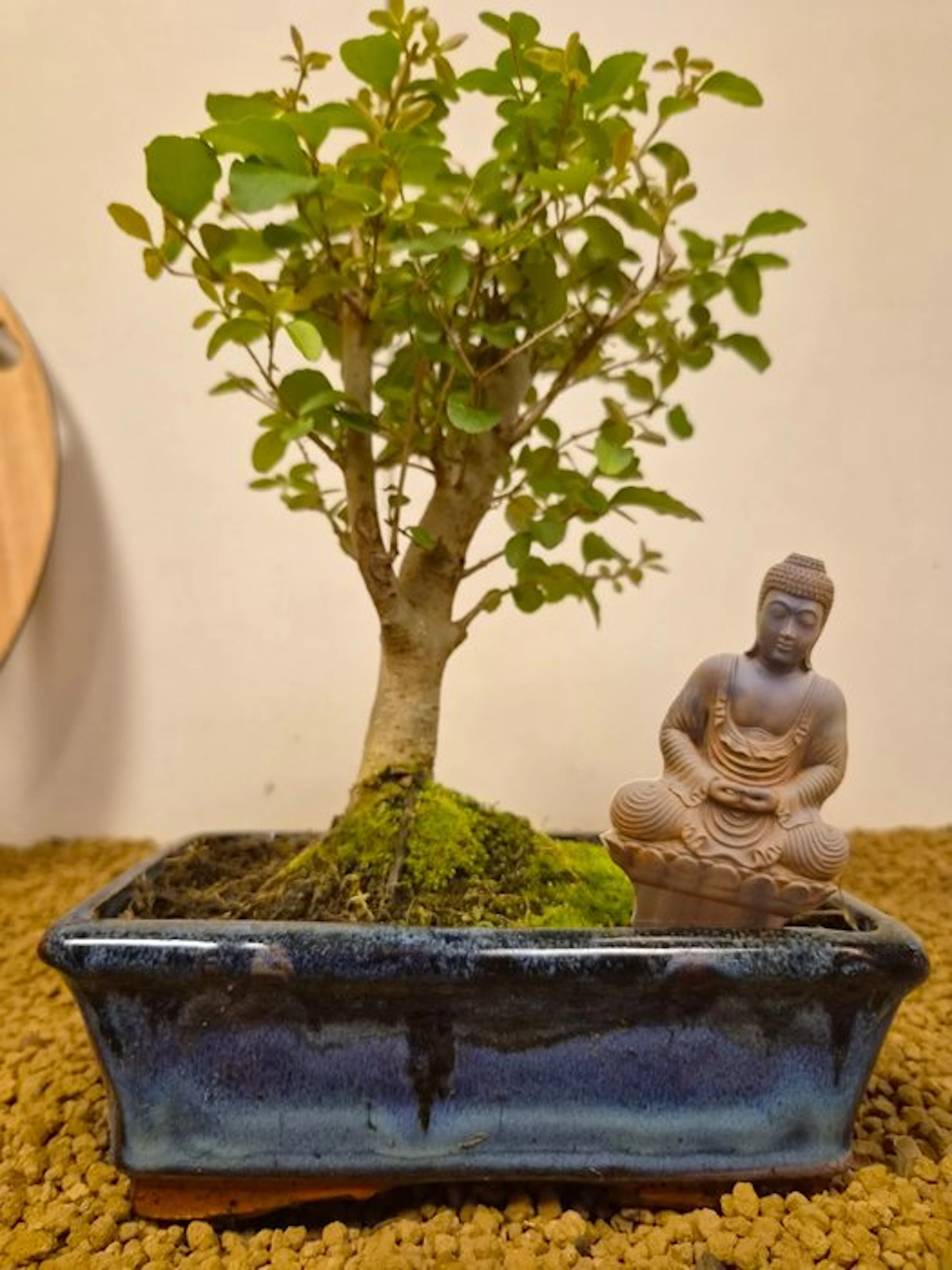 Privet bonsai (Ligustrum) - Height (Tree): 25 cm - Depth (Tree): 14