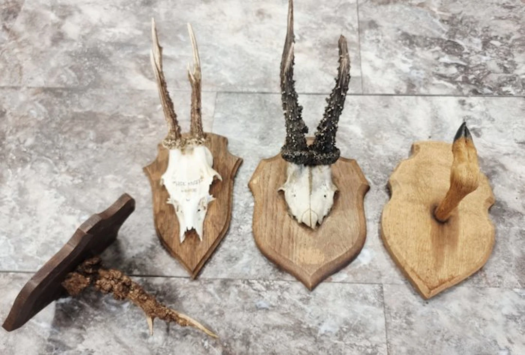 Roebuck Antler - Capreolus Capreolus - 0 cm - 0 cm - 0 cm - (4)