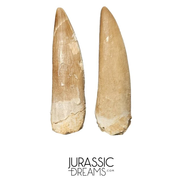 Set of 2 Large Zarafasaura oceanis (Elasmosaur) Teeth...