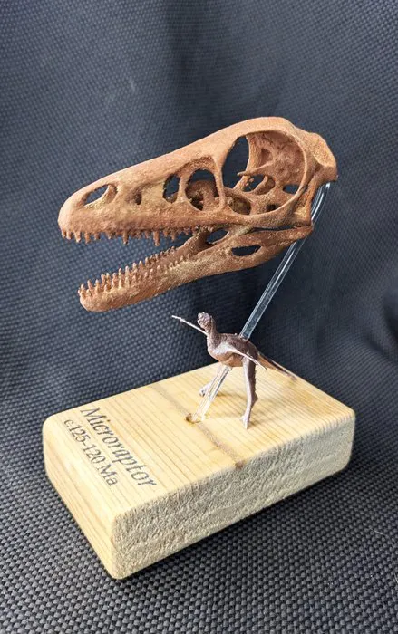 Museum-Grade REPLICA - Fossil skull - Microraptor gui