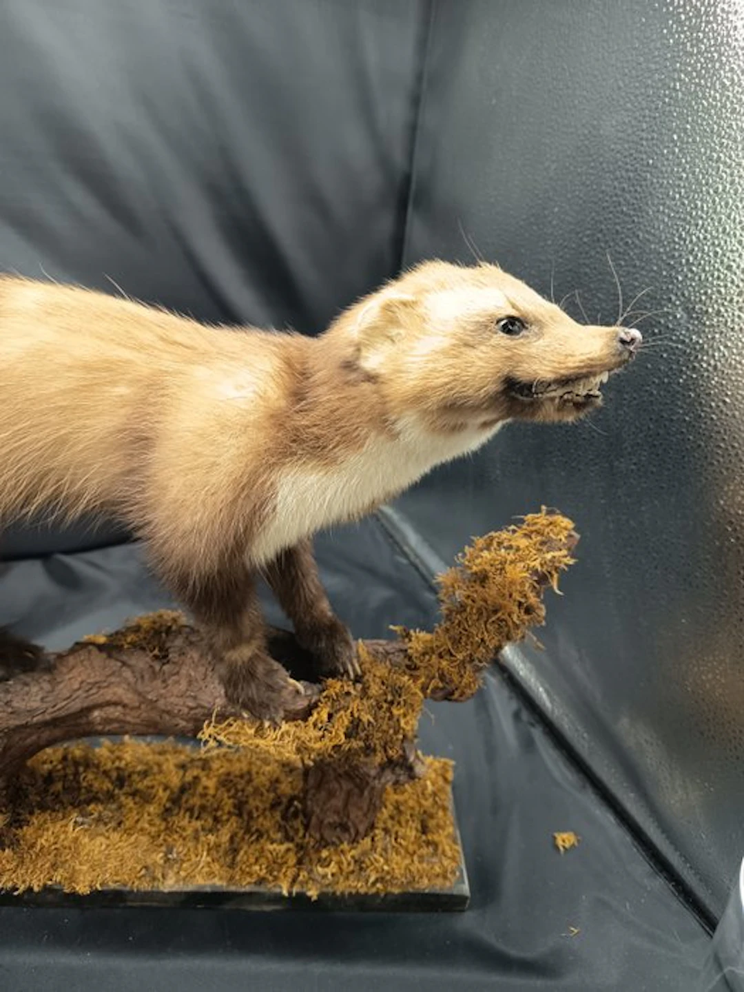 flour Taxidermy replica mount - Martes foina - 38 cm - 68 cm - 20 cm - 1