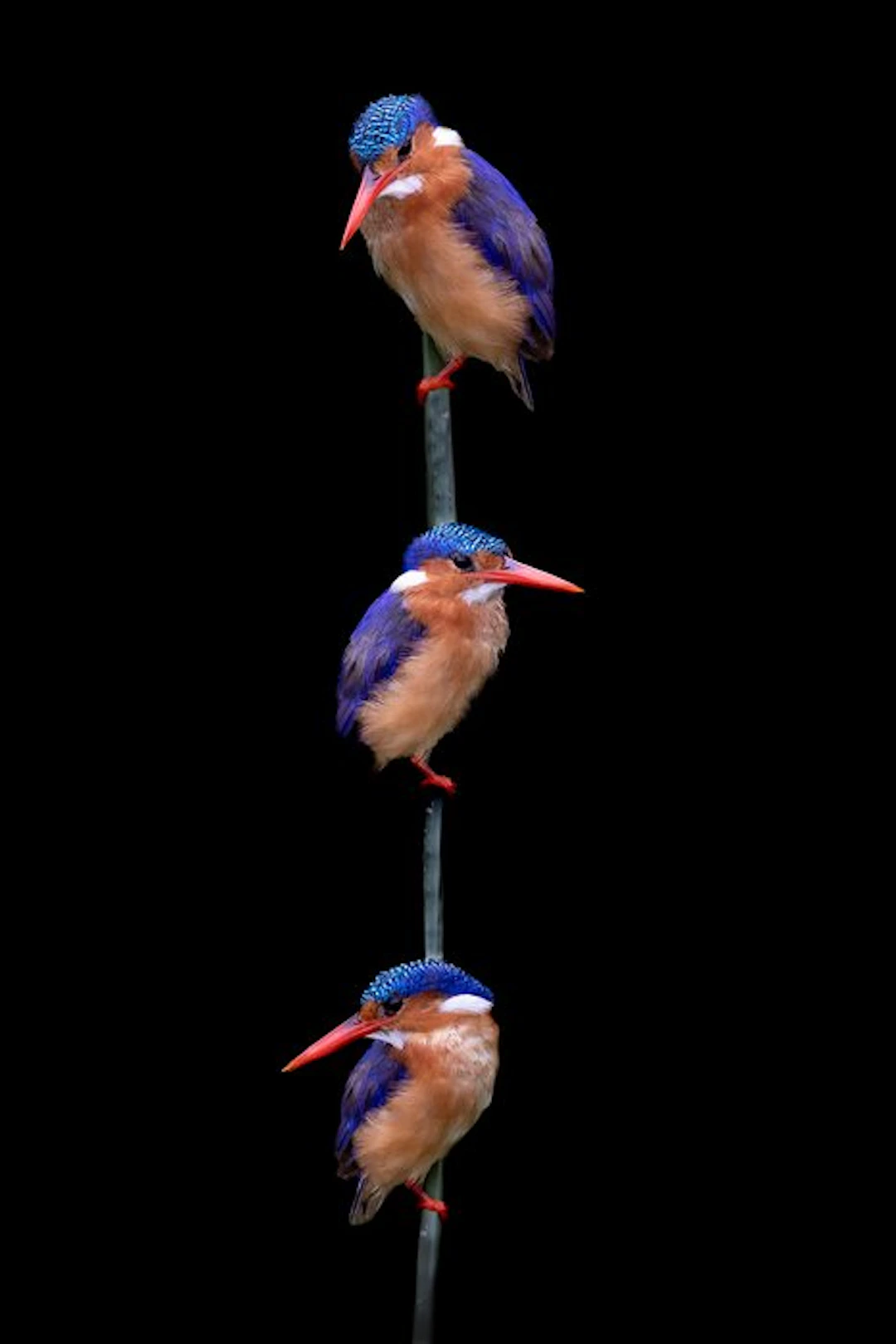 Marco Simoni - " Corythornis cristatus "