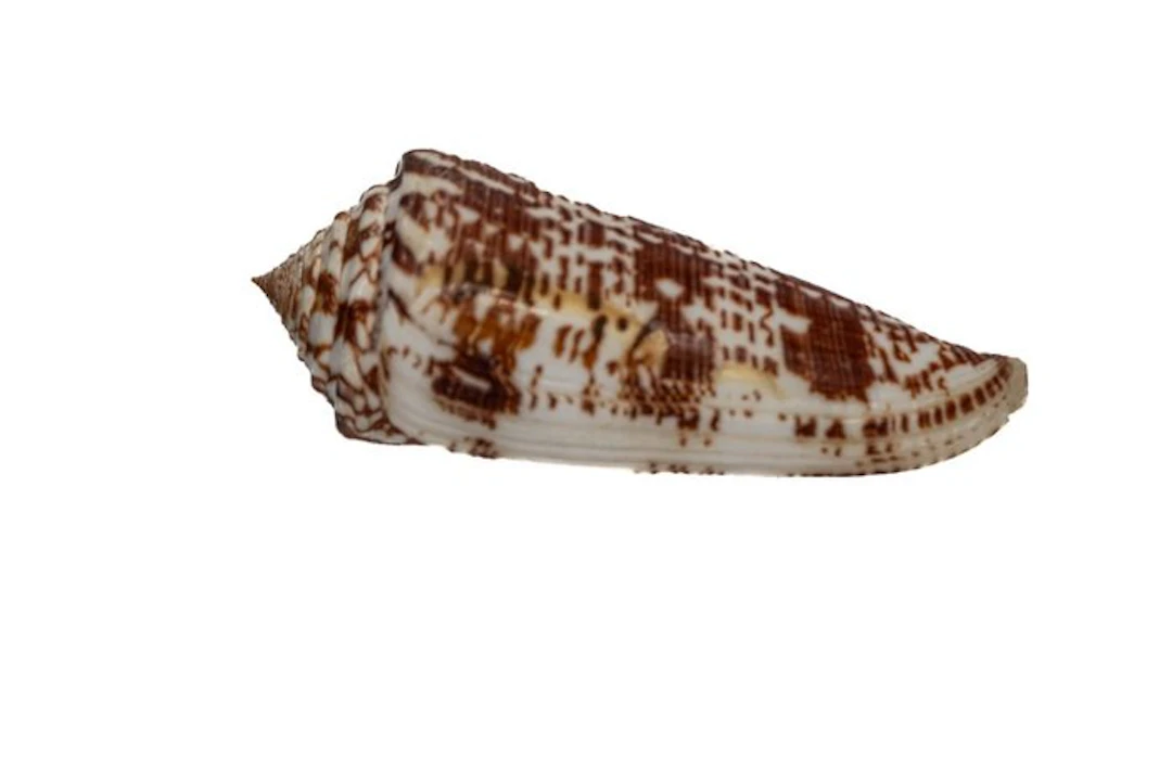 Conus thomae 80mm ┼ Spectacular giant rarity (XXL cabinet...