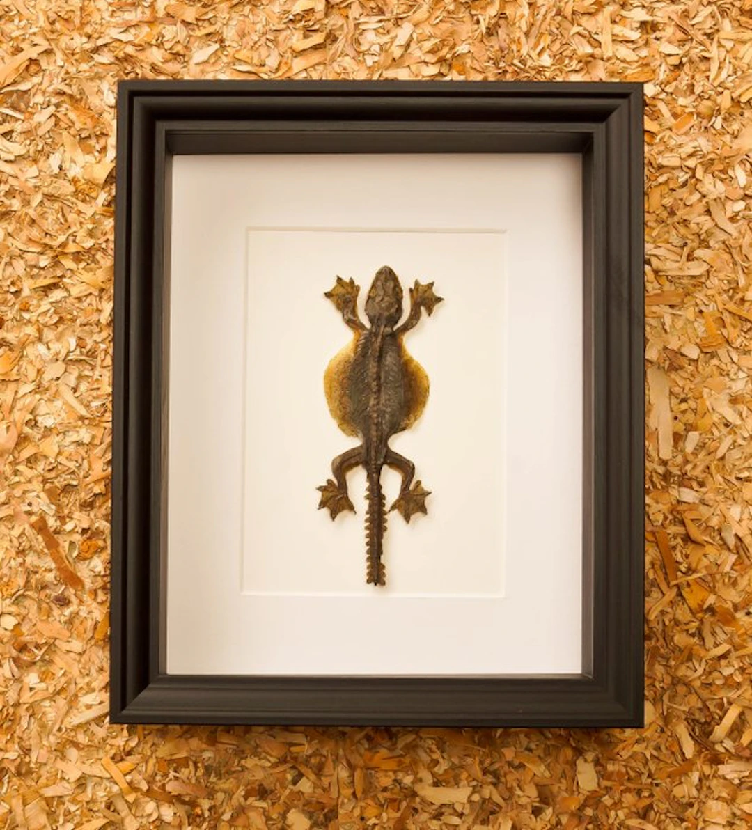 little dragon Taxidermy full body mount - Ptychozoon...