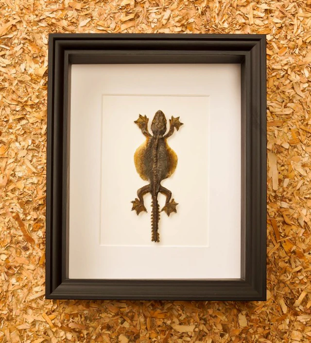 little dragon Taxidermy full body mount - Ptychozoon...