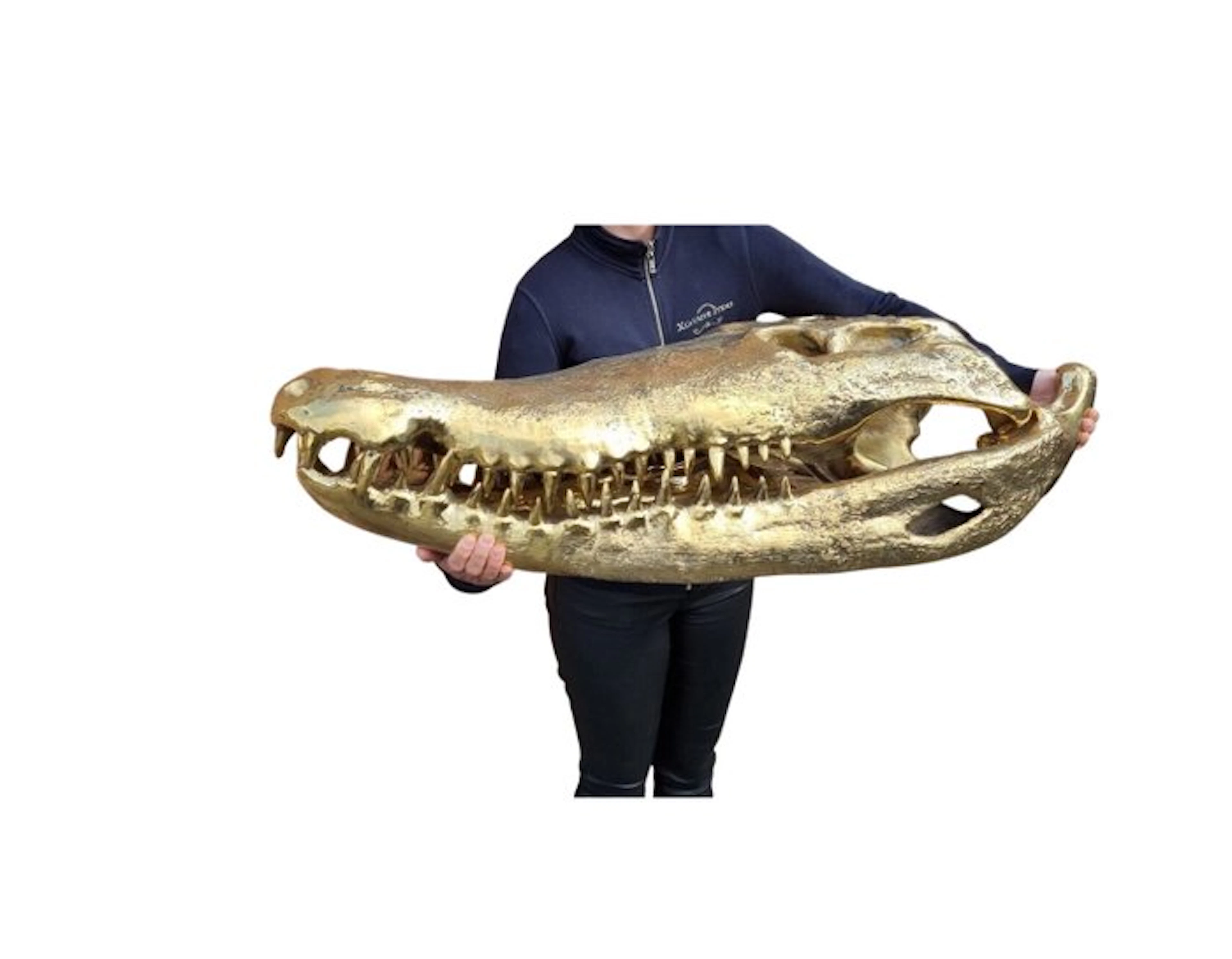 Statue, XXL -105cm- Bronze Crocodile Skull + Base - 57 cm - Bronze