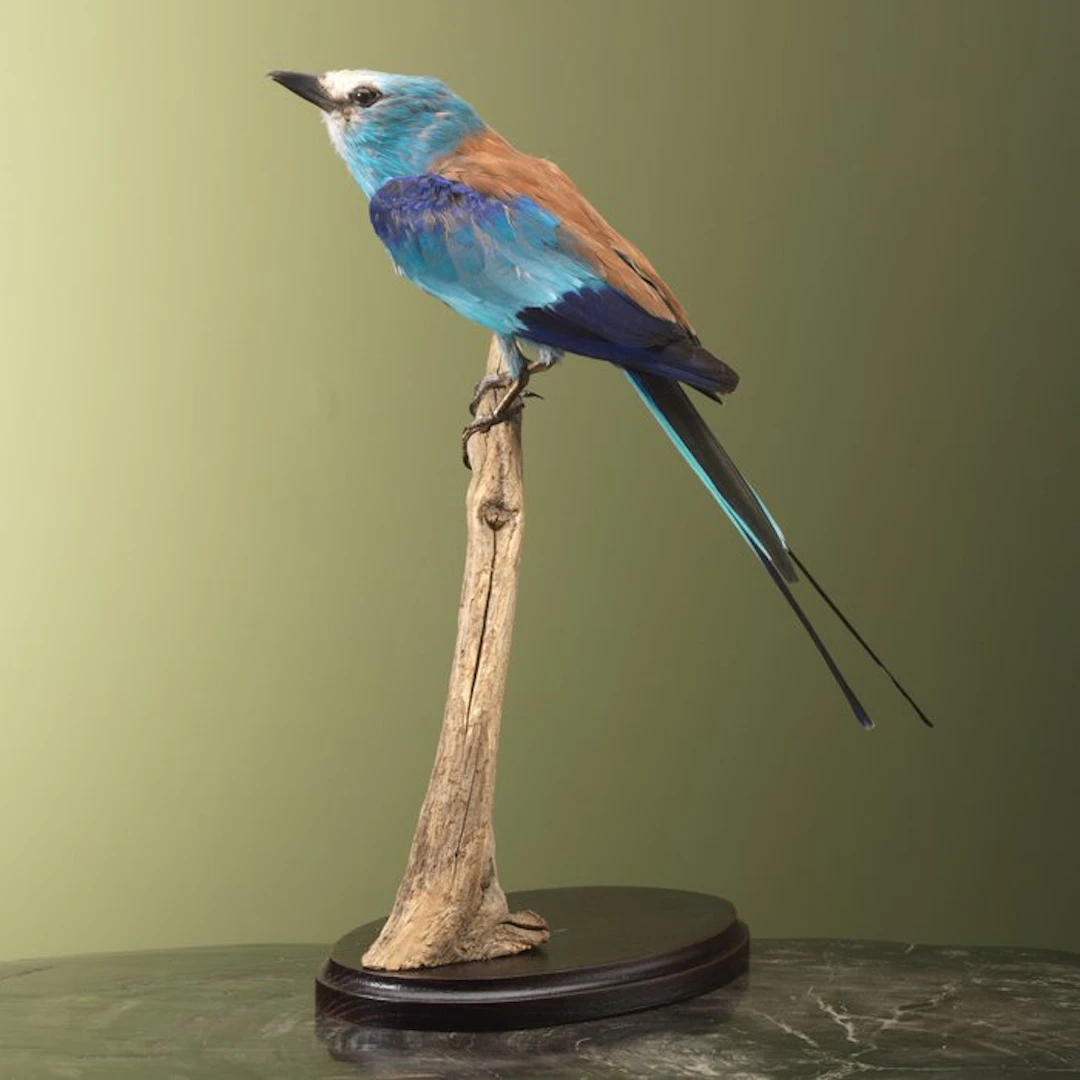 Scharrelaar Taxidermy full body mount - Coracias...