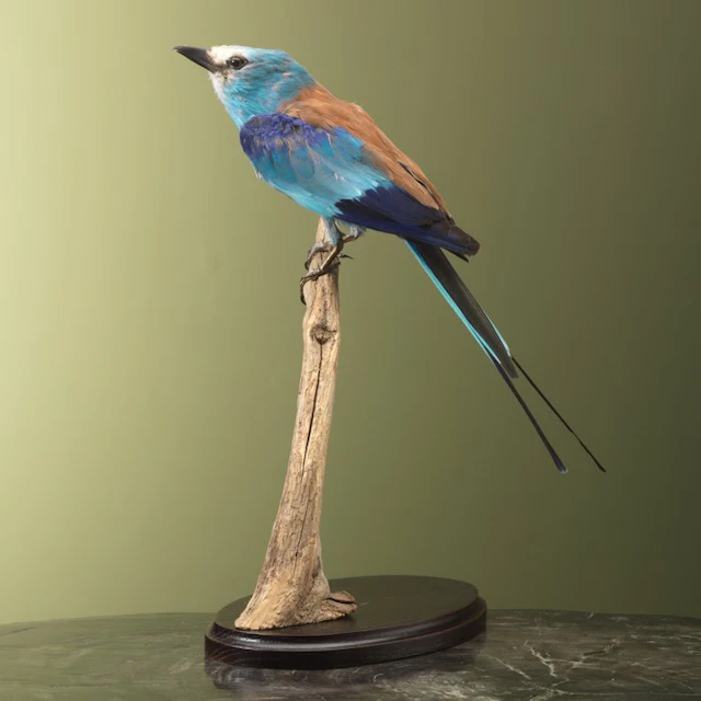 Scharrelaar Taxidermy full body mount - Coracias...