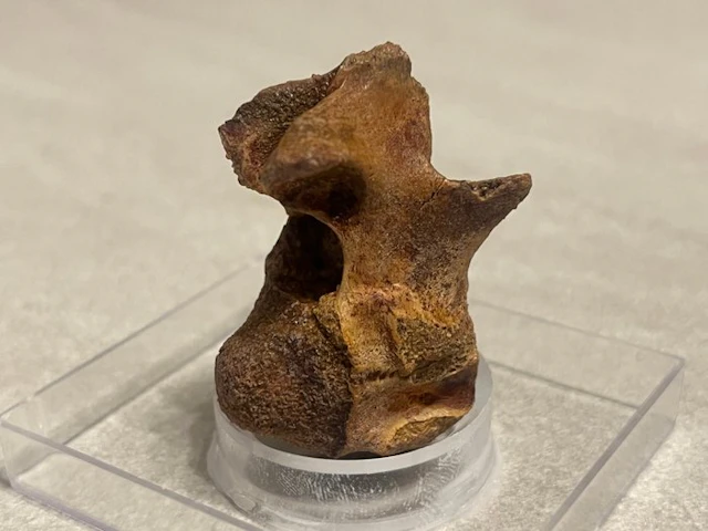 Spinosaur Bone - Spinosaurus aegyptiacu vertebra...
