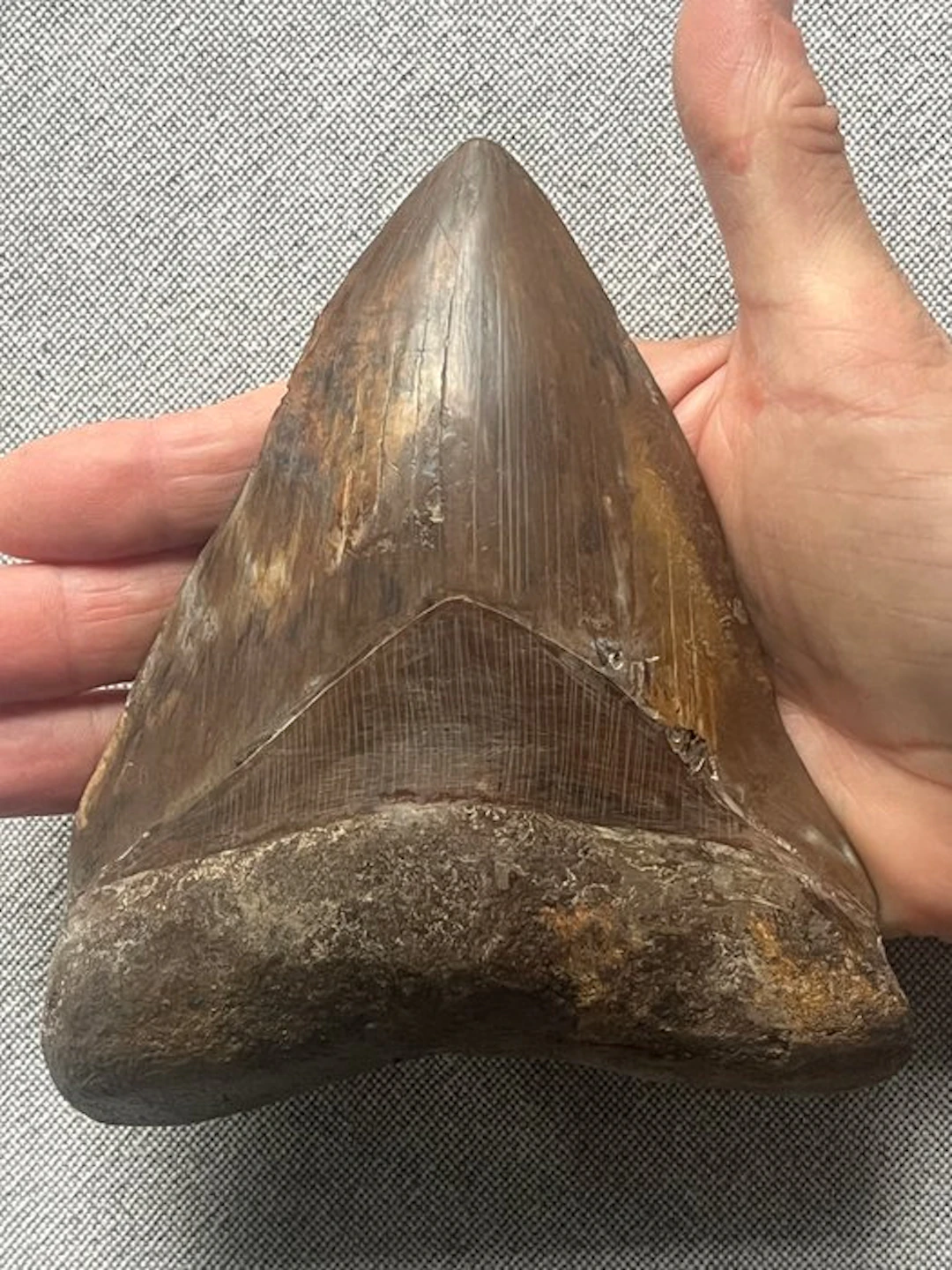 Huge Megalodon tooth 14,7 cm - Fossil tooth - Carcharocles megalodon