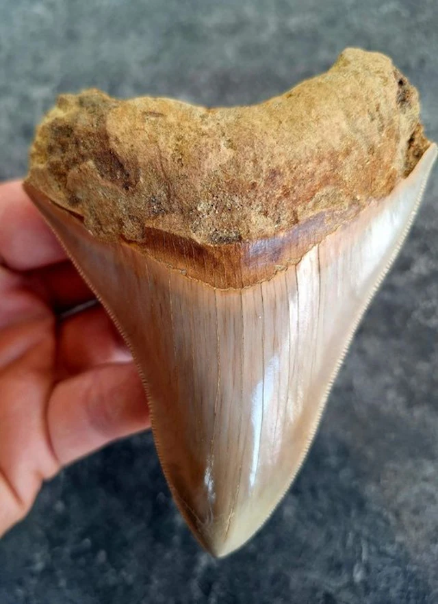 Megalodon - Fossil tooth - 11 cm - 9 cm