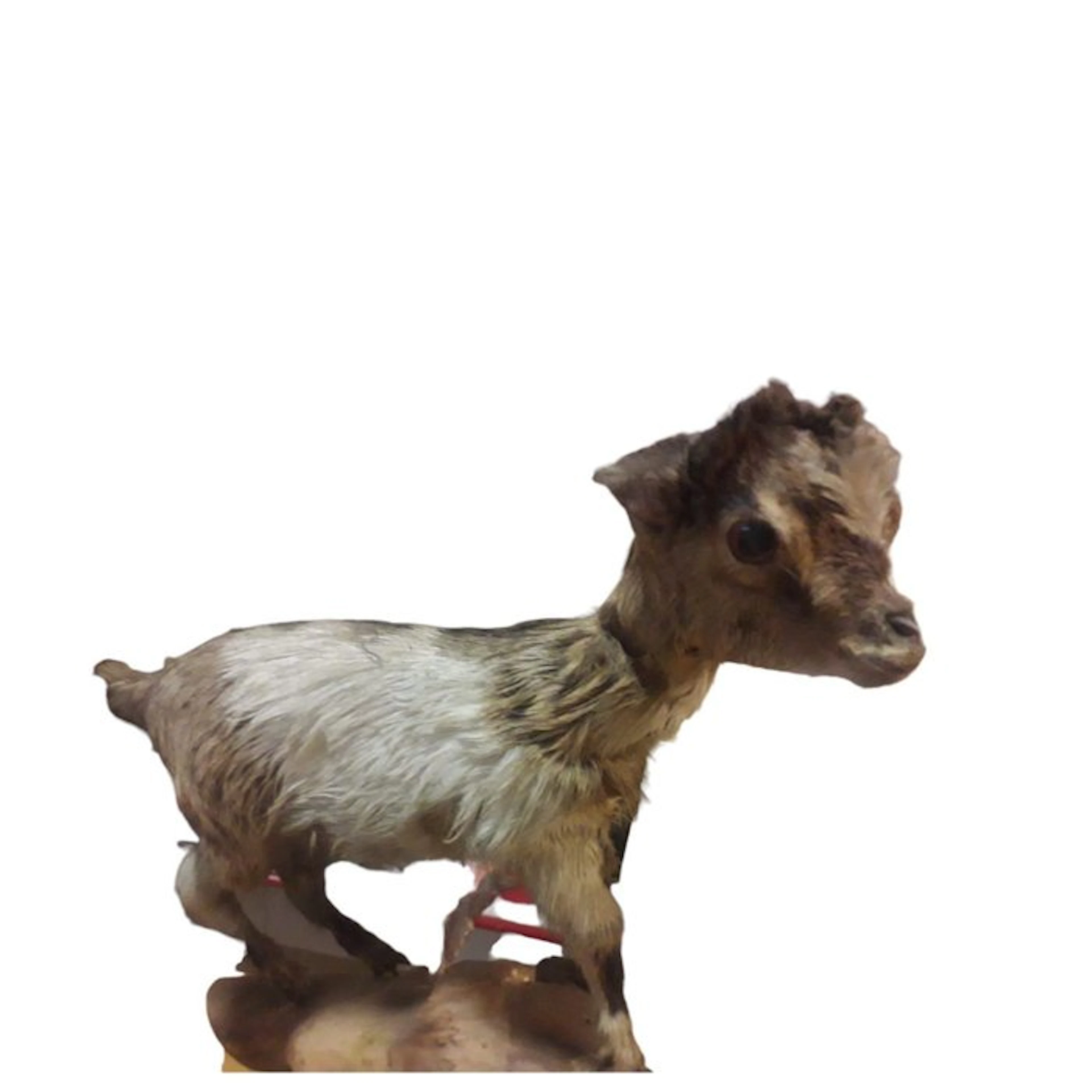 Domestic Goat Taxidermy full body mount - Sconosciuto...