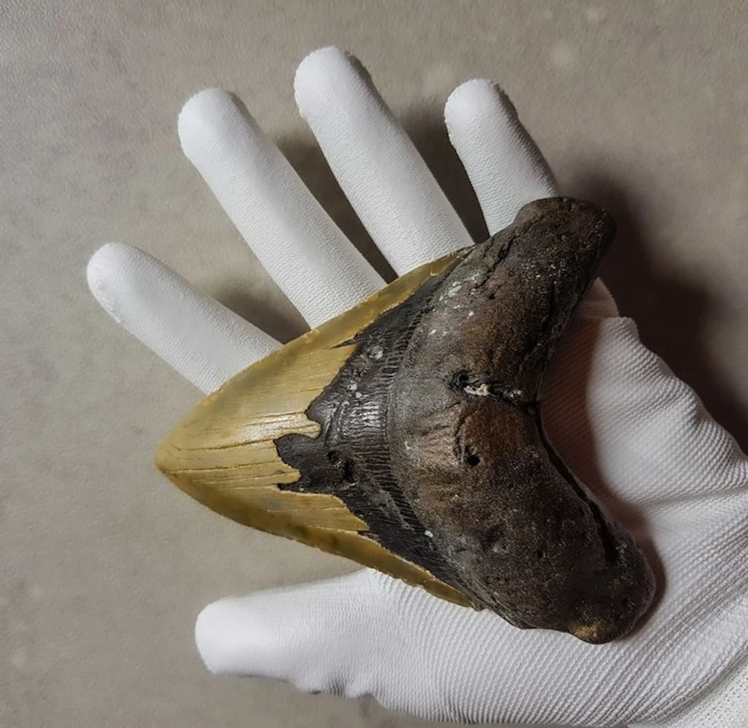 Megalodon - Fossil tooth - 13.5 cm - 10.5 cm