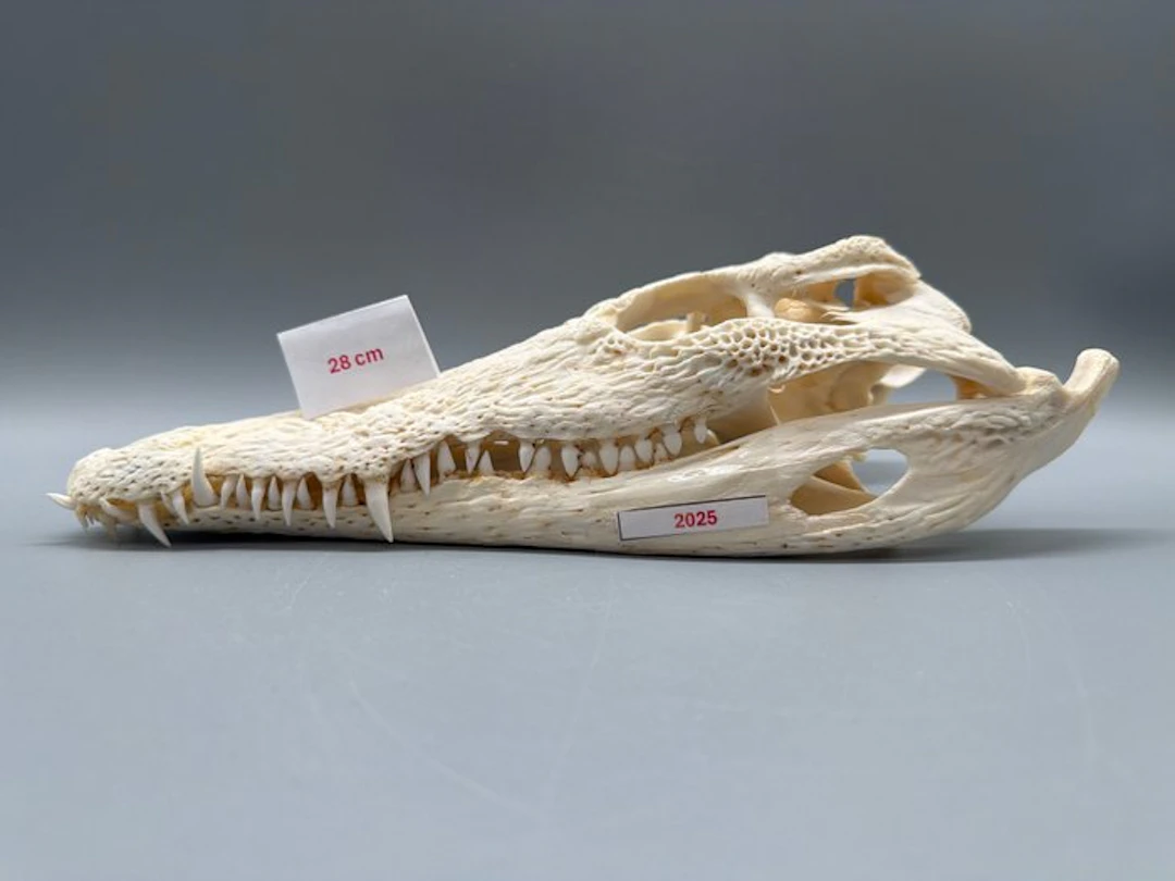 Nile Crocodile Reptile skull - Crocodylus niloticus - 8...