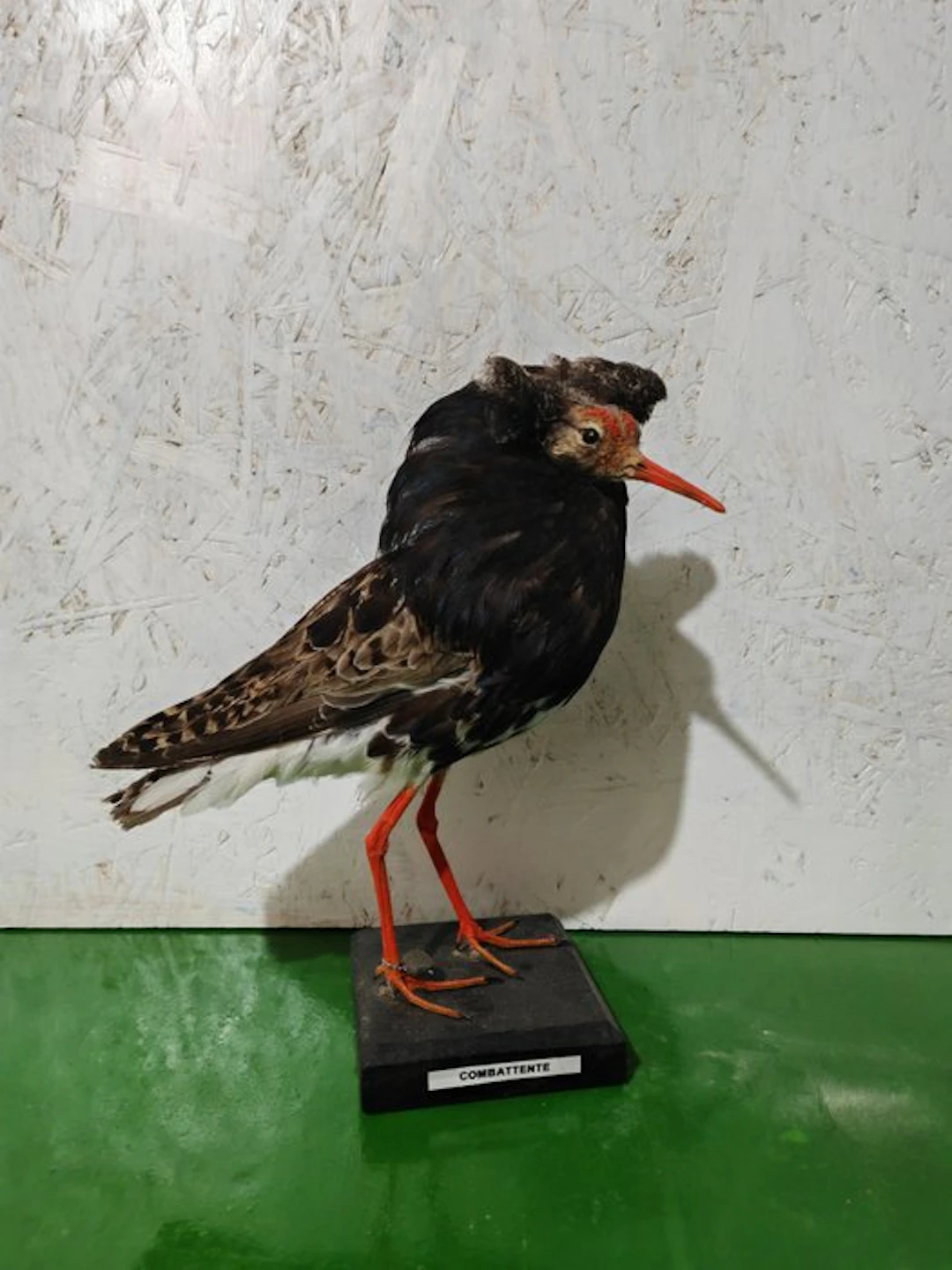 fighter Taxidermy full body mount - Calidris prugnax - 25 cm - 18