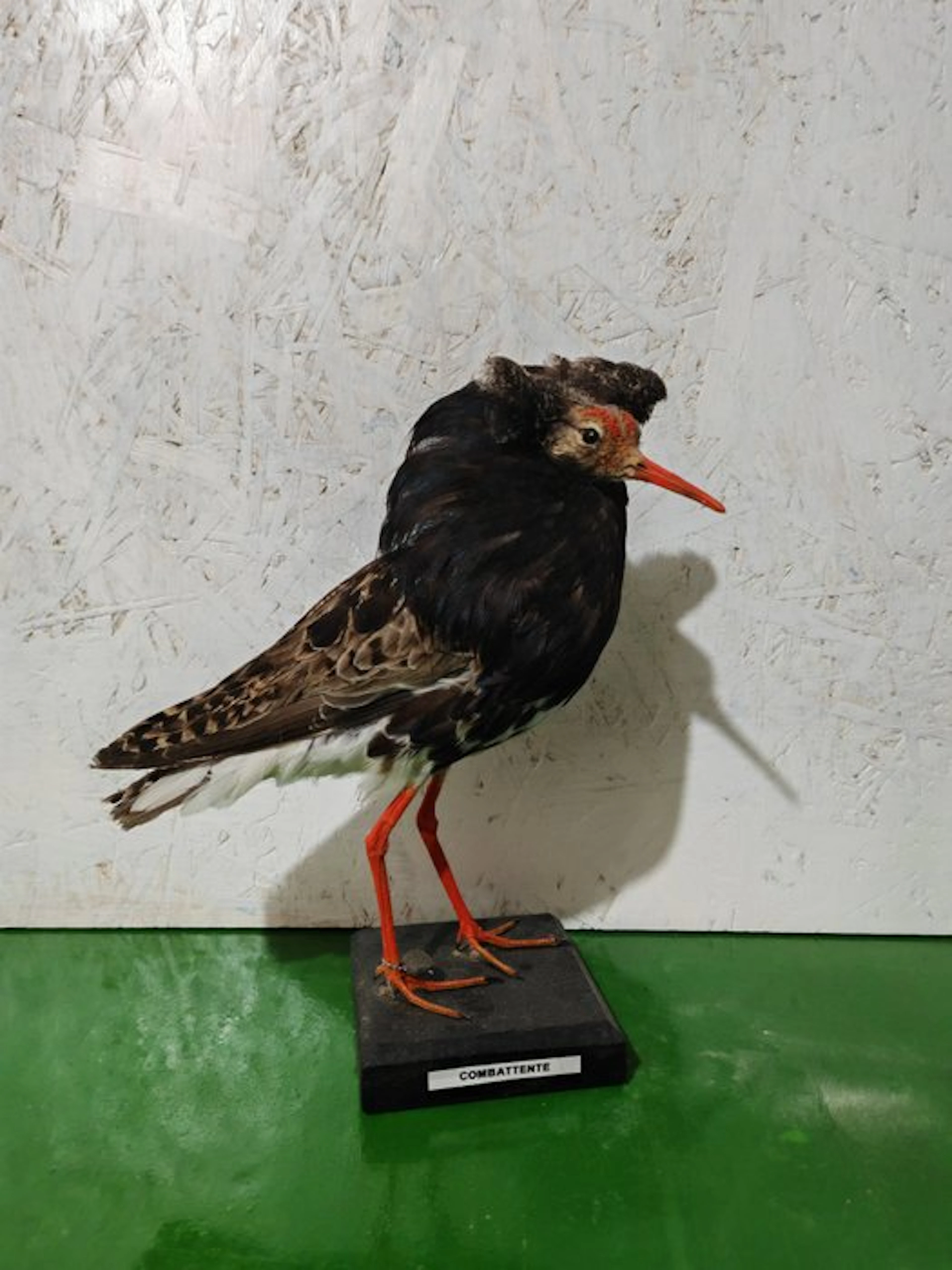 fighter Taxidermy full body mount - Calidris prugnax - 25 cm - 18