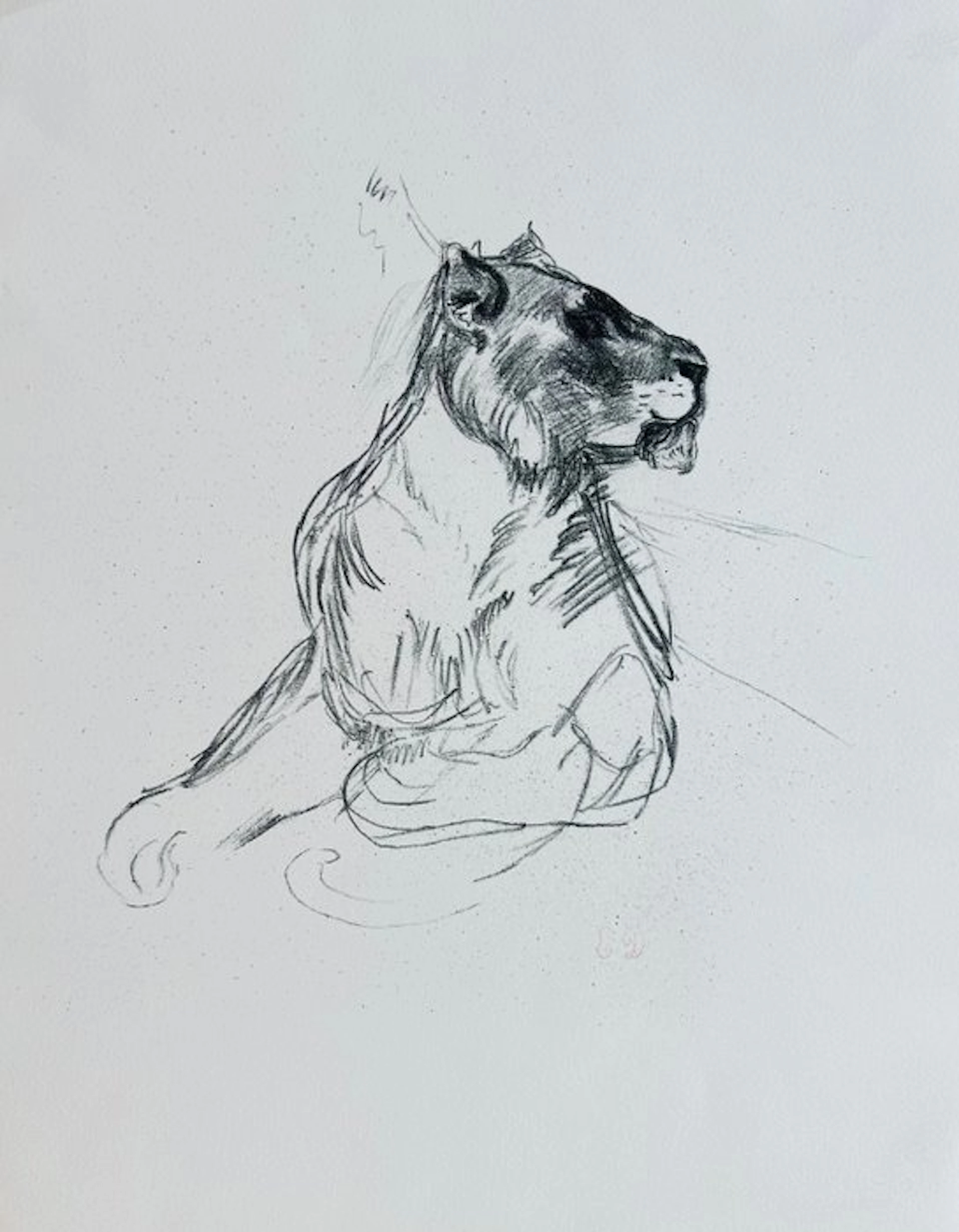 Eugène Delacroix (1798-1863) - La lionne - Lithographie monogrammée
