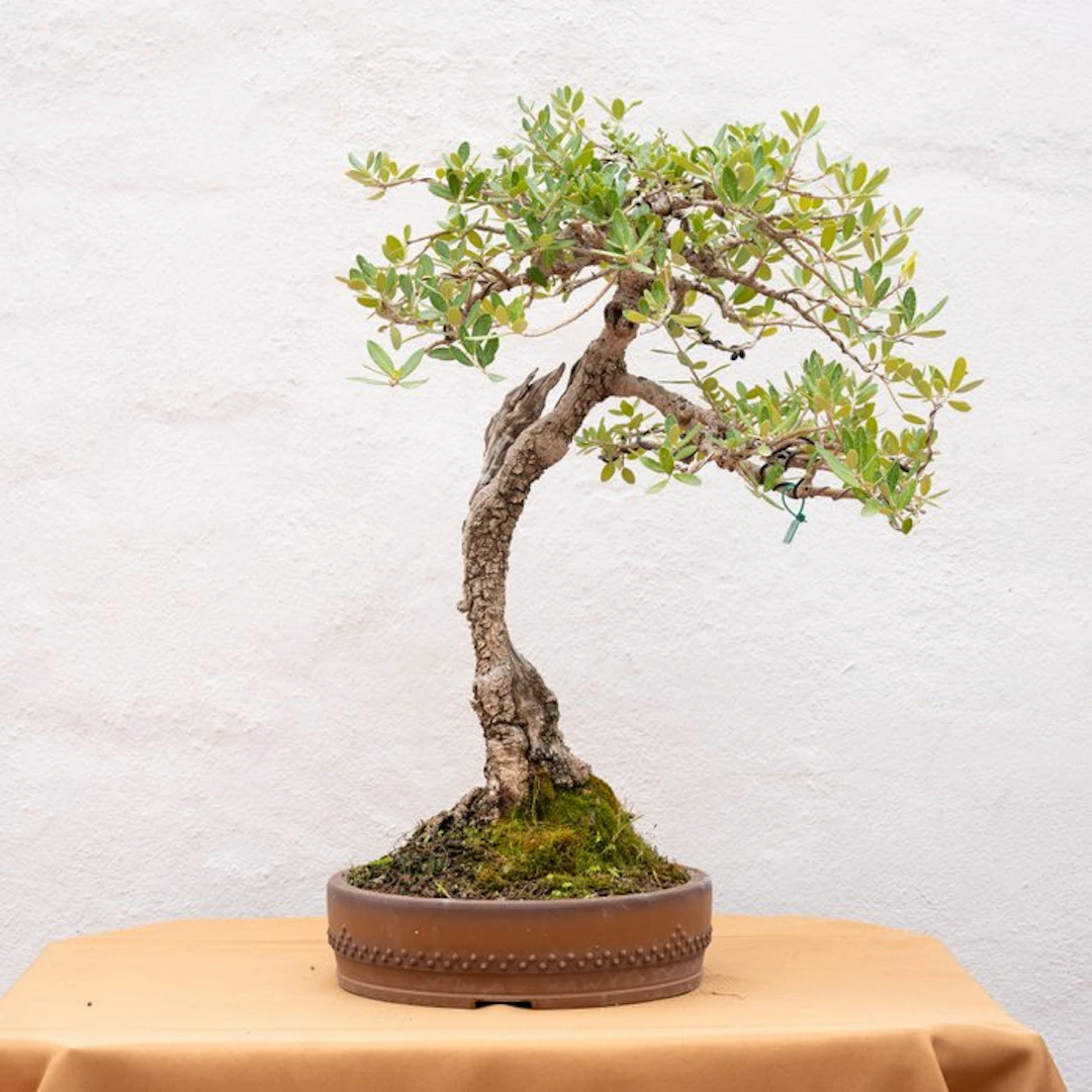 Olive bonsai (Olea europaea) - Height (Tree): 45 cm...