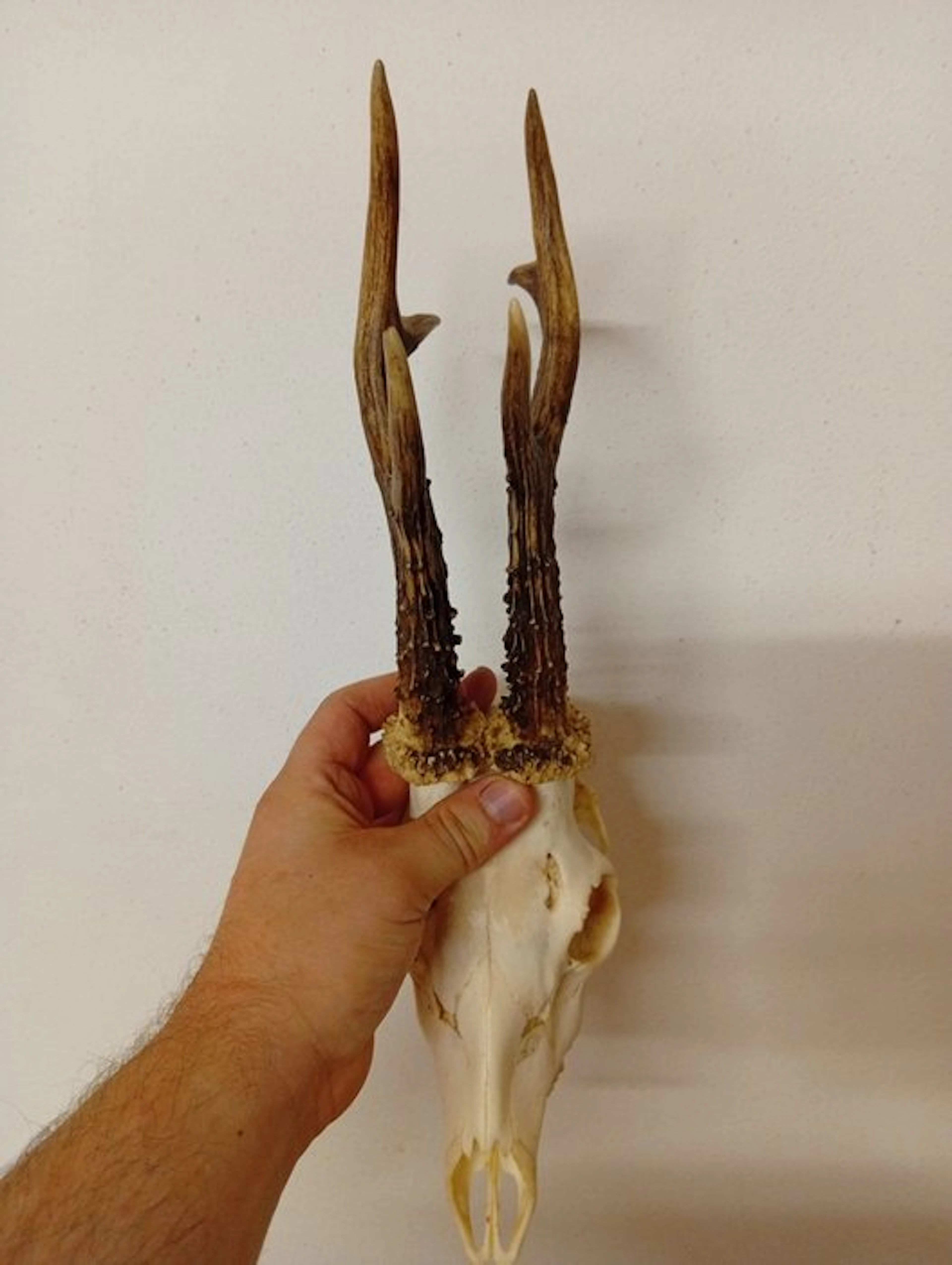 Roebuck Skull with antlers - Capriolo - 25 cm - 15 cm - 20 cm