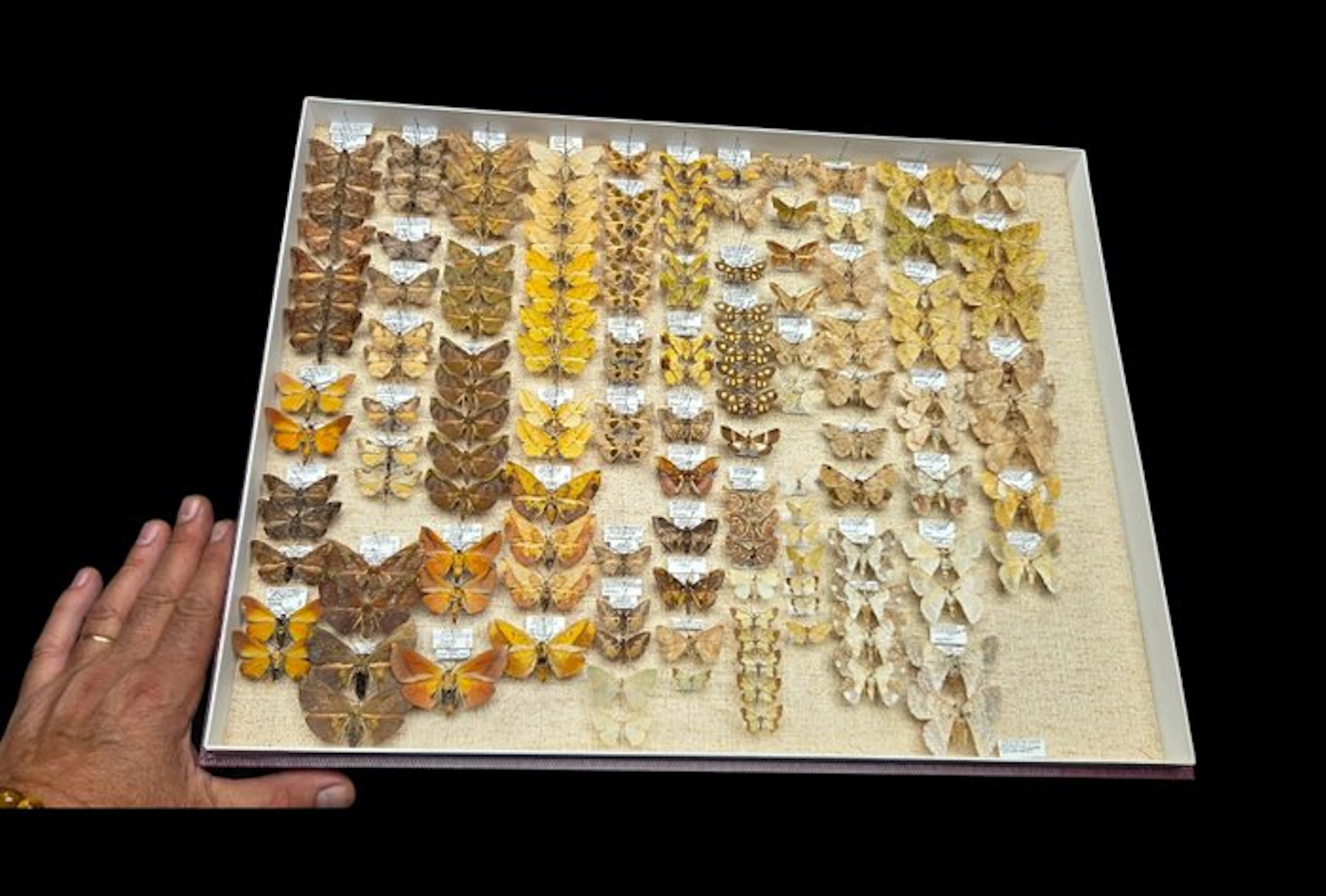 Ennominae -Indo Australe-the collection's butterfly...