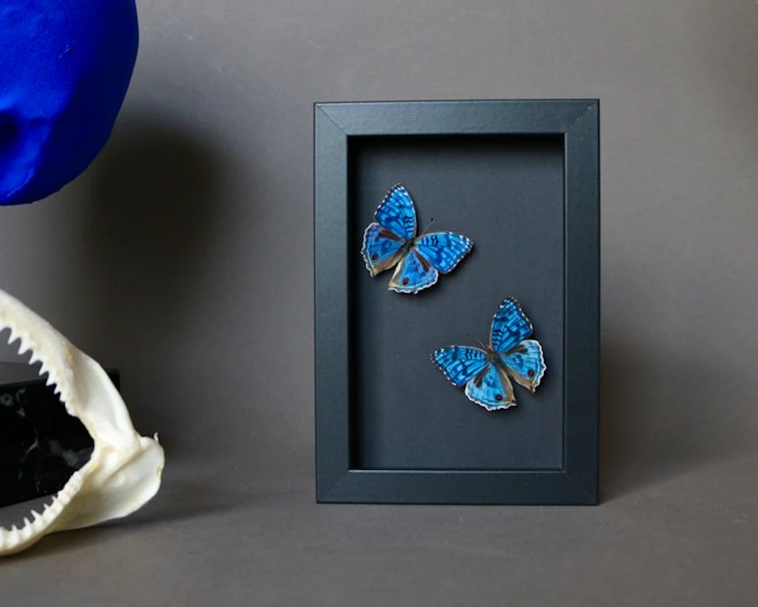 Butterfly Taxidermy full body mount - Precis rhadama - 10...