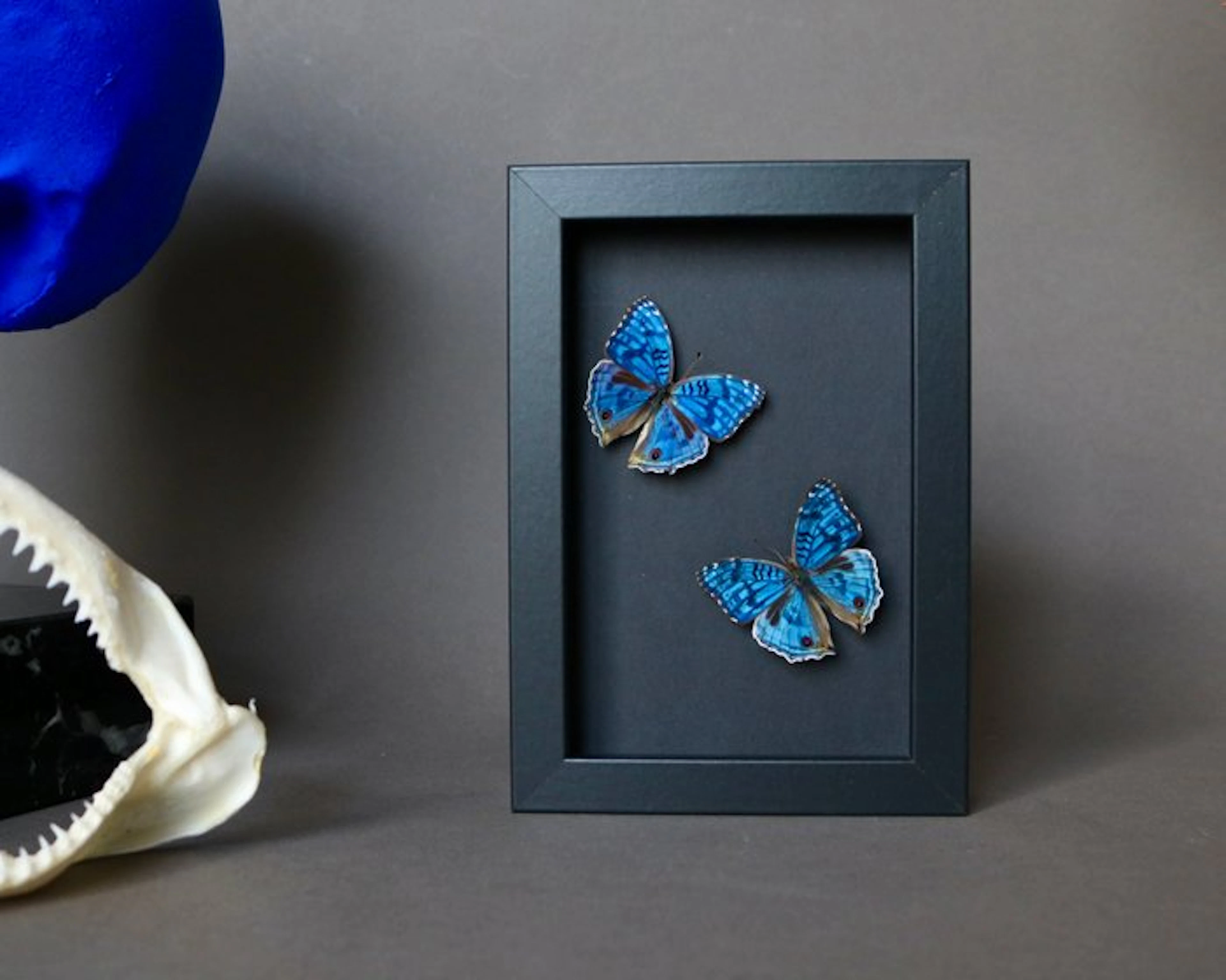 Butterfly Taxidermy full body mount - Precis rhadama - 10...
