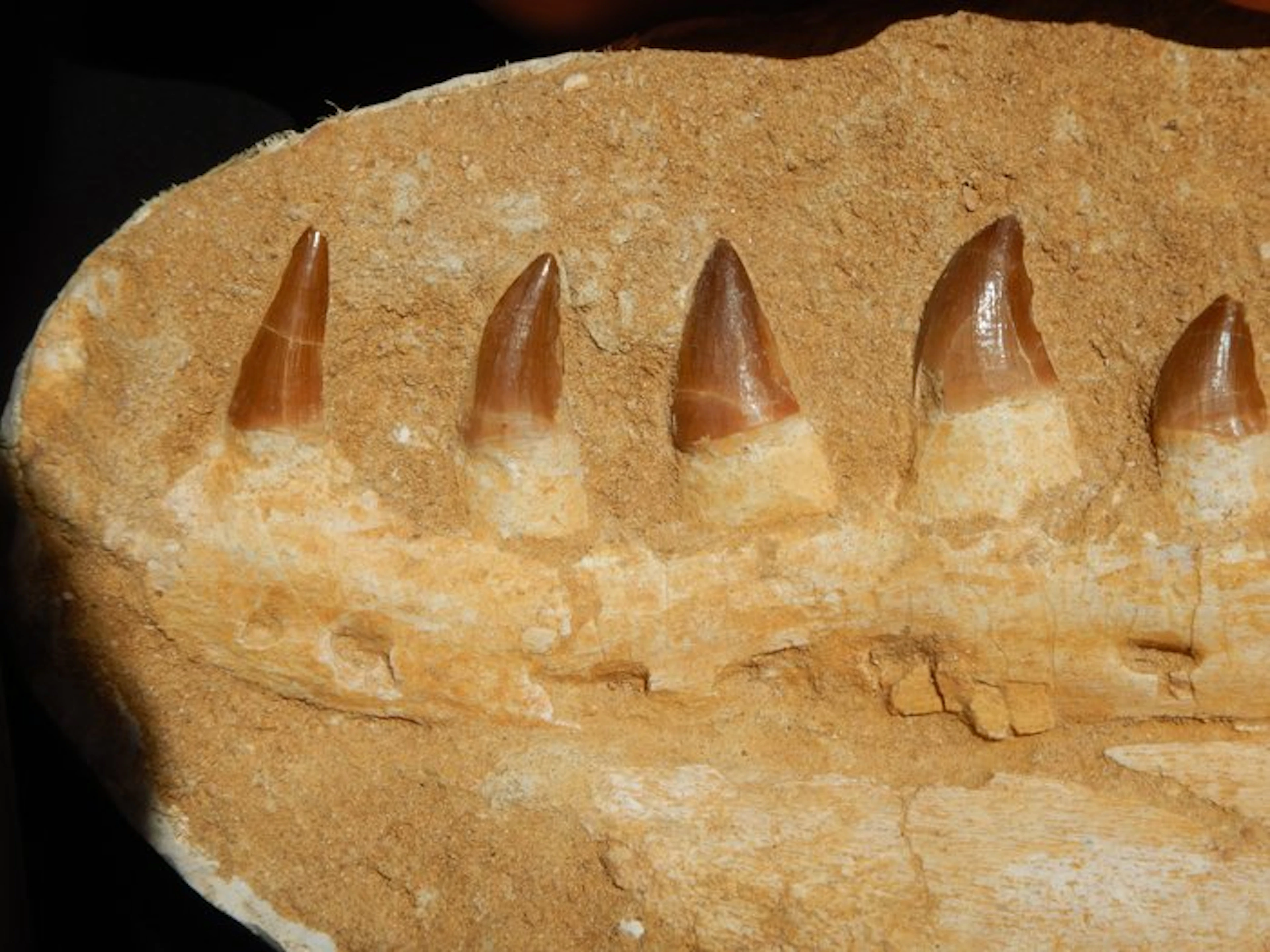 Mosasaur - Fossilised animal - 31 cm - 16 cm