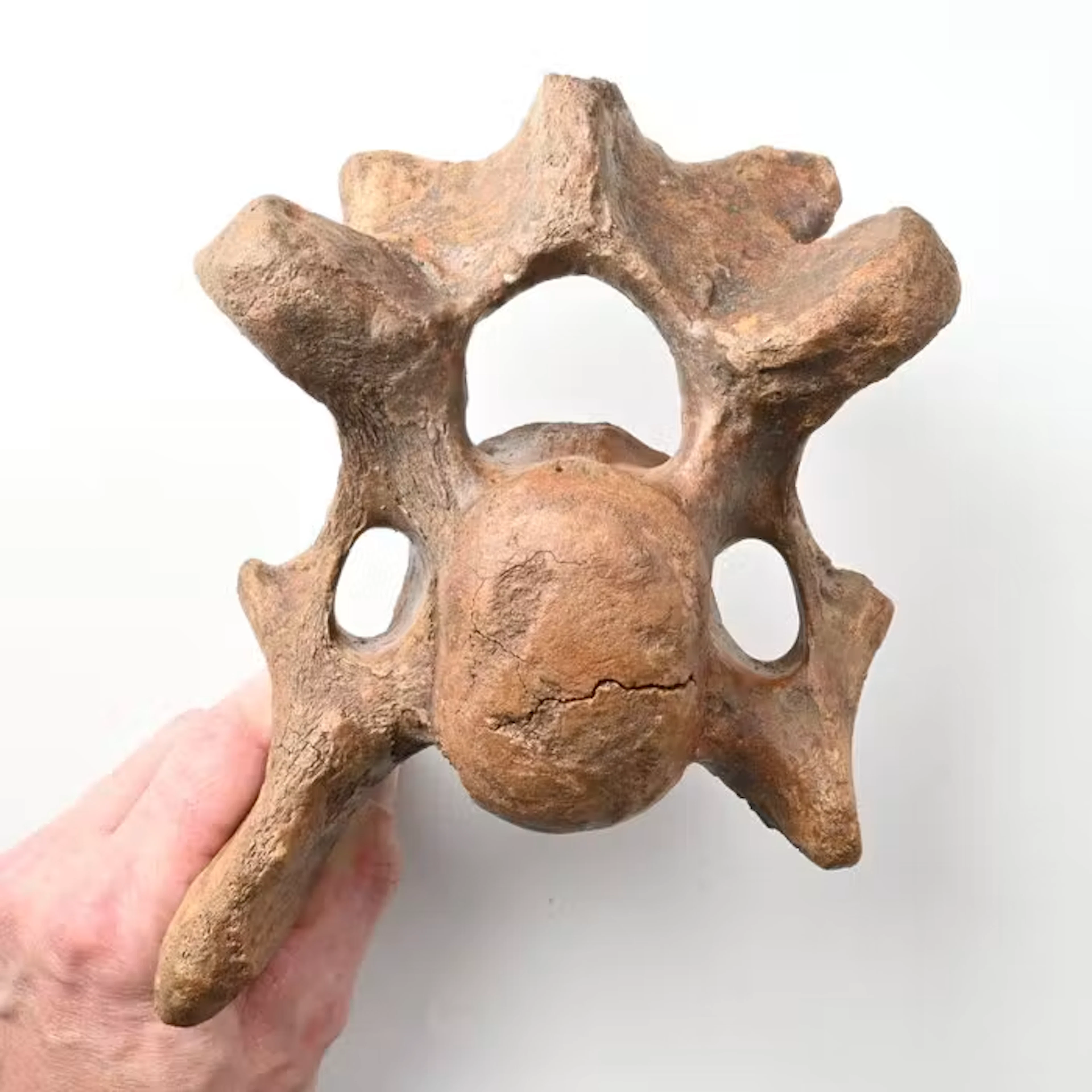 Woolly Rhinoceros - Fossil vertebra bone - Coelodonta...