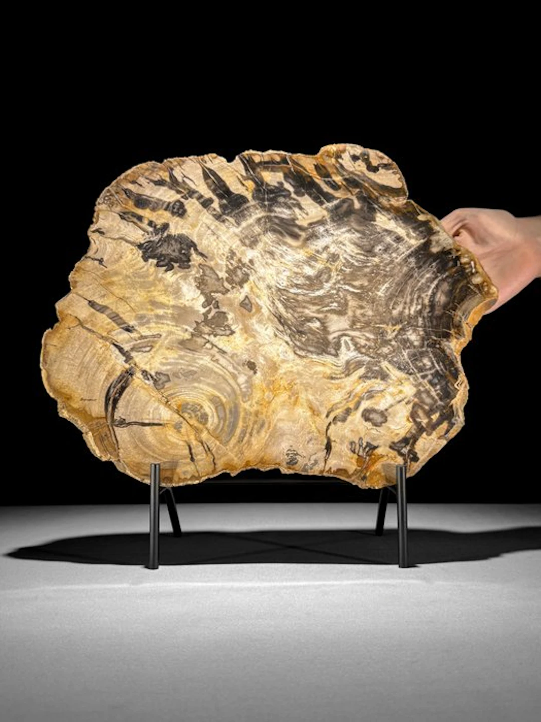 C- Wonderful Large Slice of Petrified Wood on a custom...