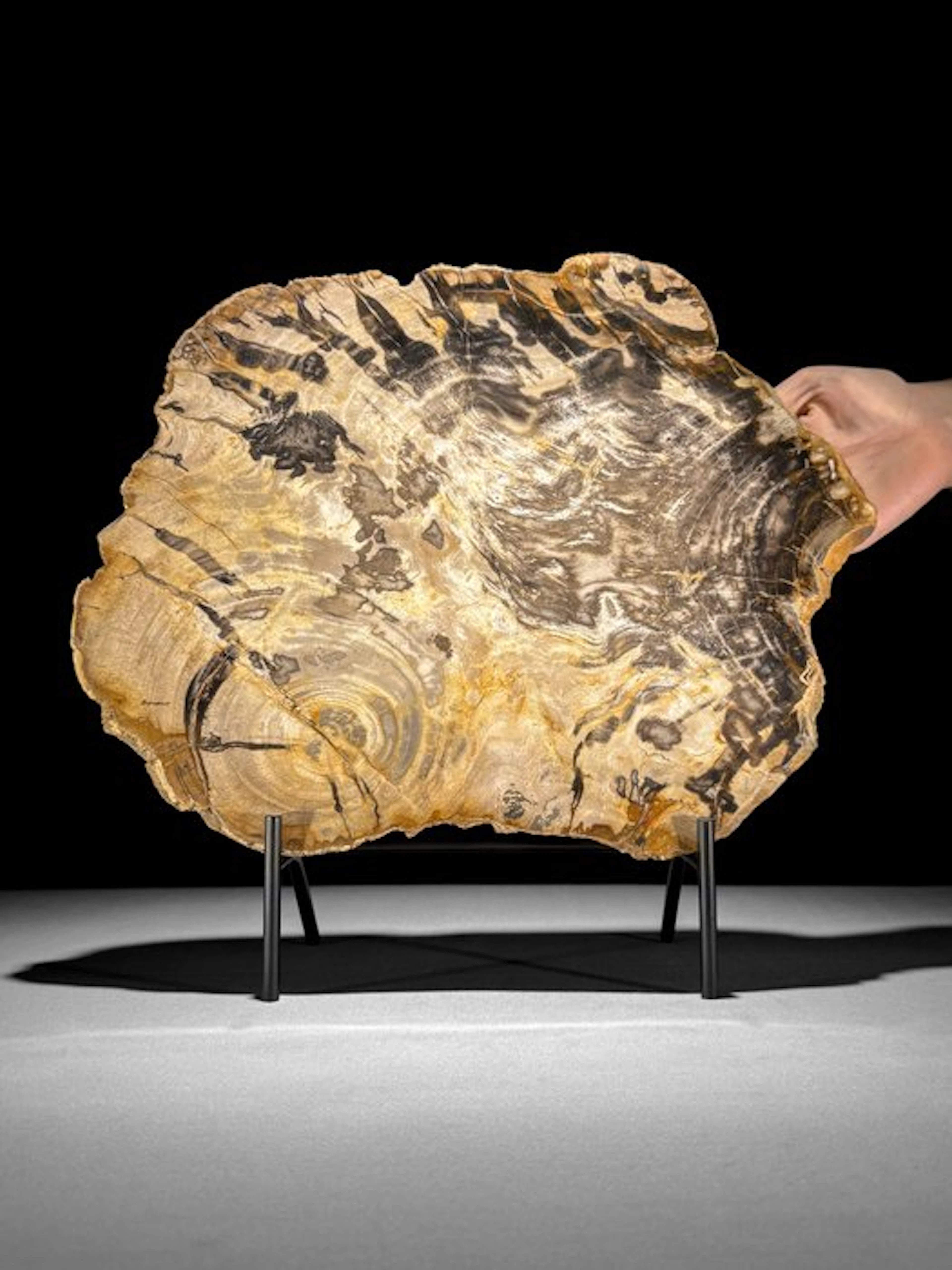 C- Wonderful Large Slice of Petrified Wood on a custom...