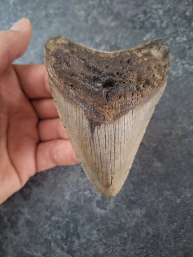 Megalodon - Fossil tooth - nice - 9.7 cm - 7 cm