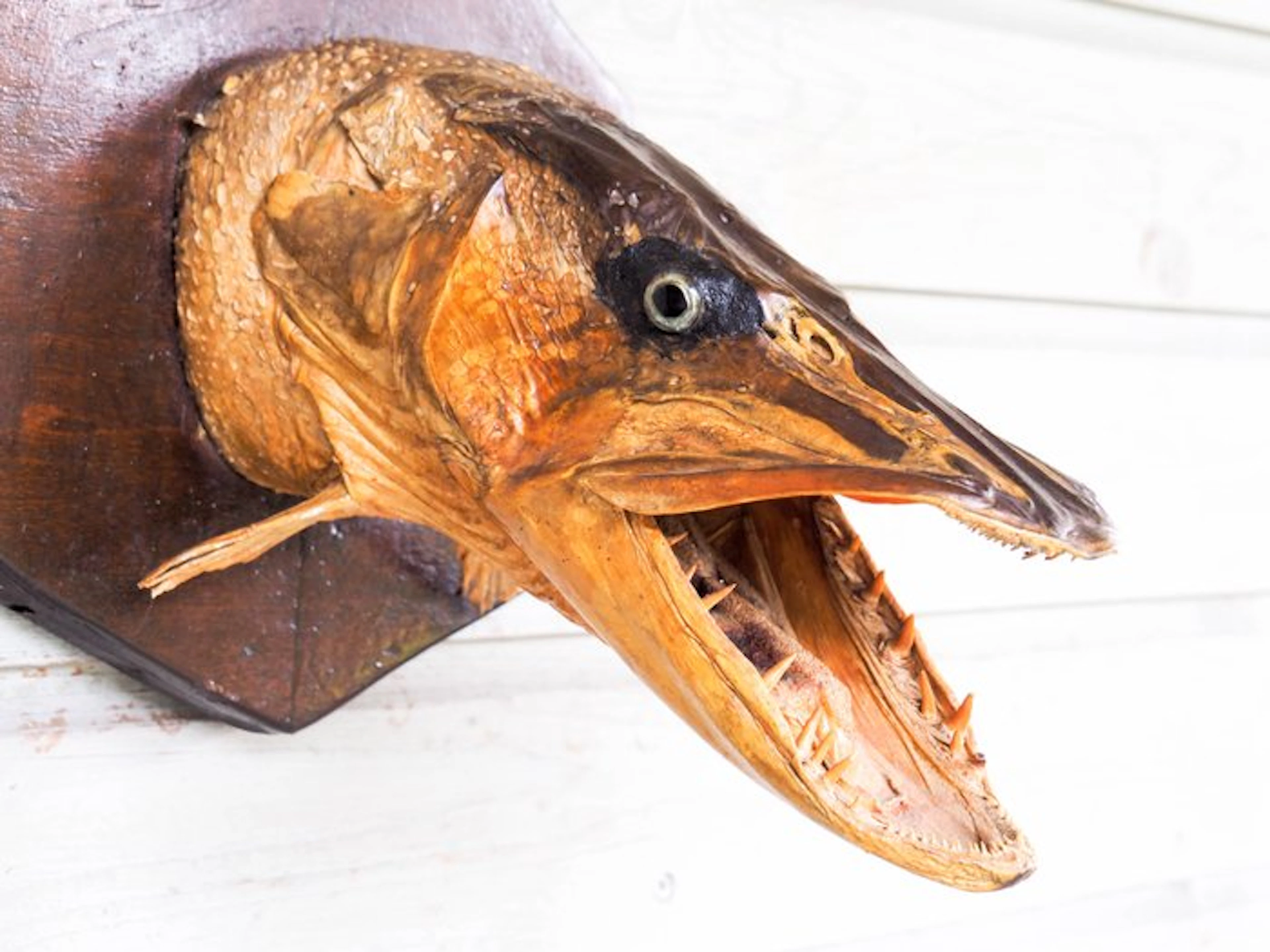 Northern Pike Taxidermy full body mount - Esox Lucius - 28 cm - 28 cm - 31 cm