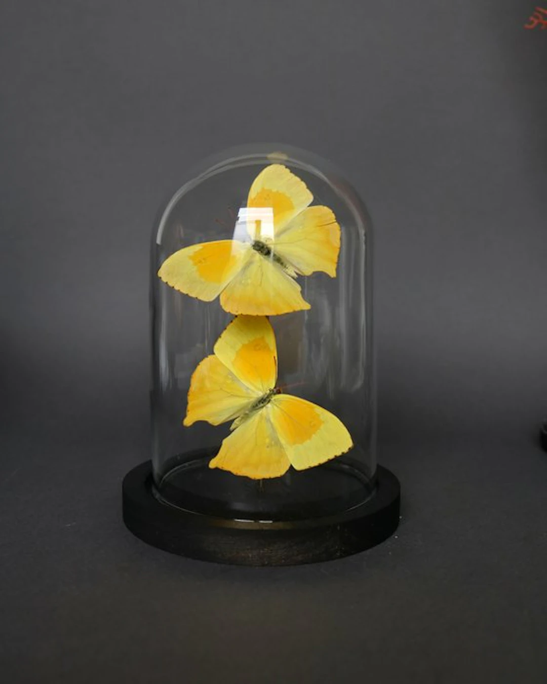 Butterfly Taxidermy full body mount - Phoebis neocypris...