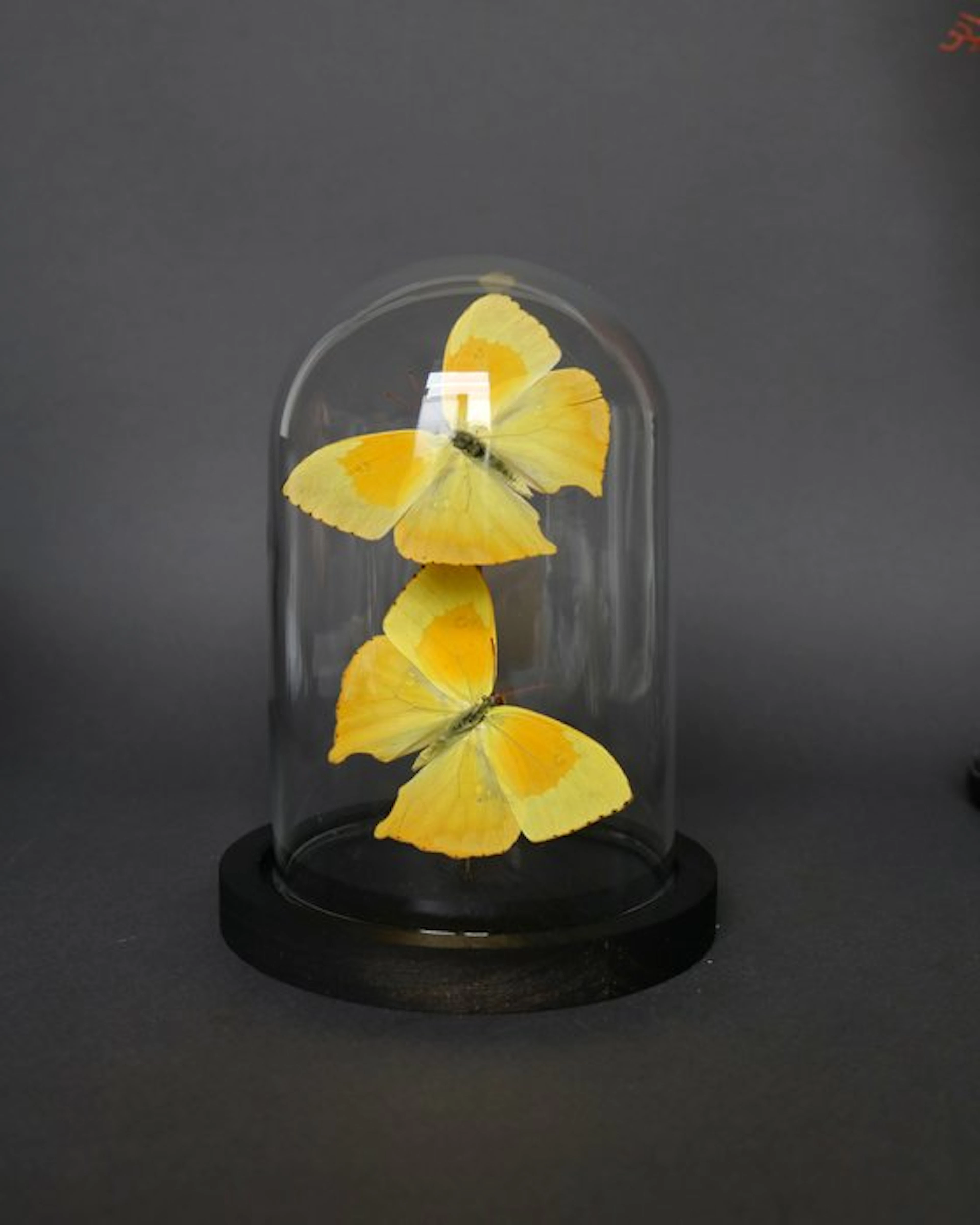 Butterfly Taxidermy full body mount - Phoebis neocypris...