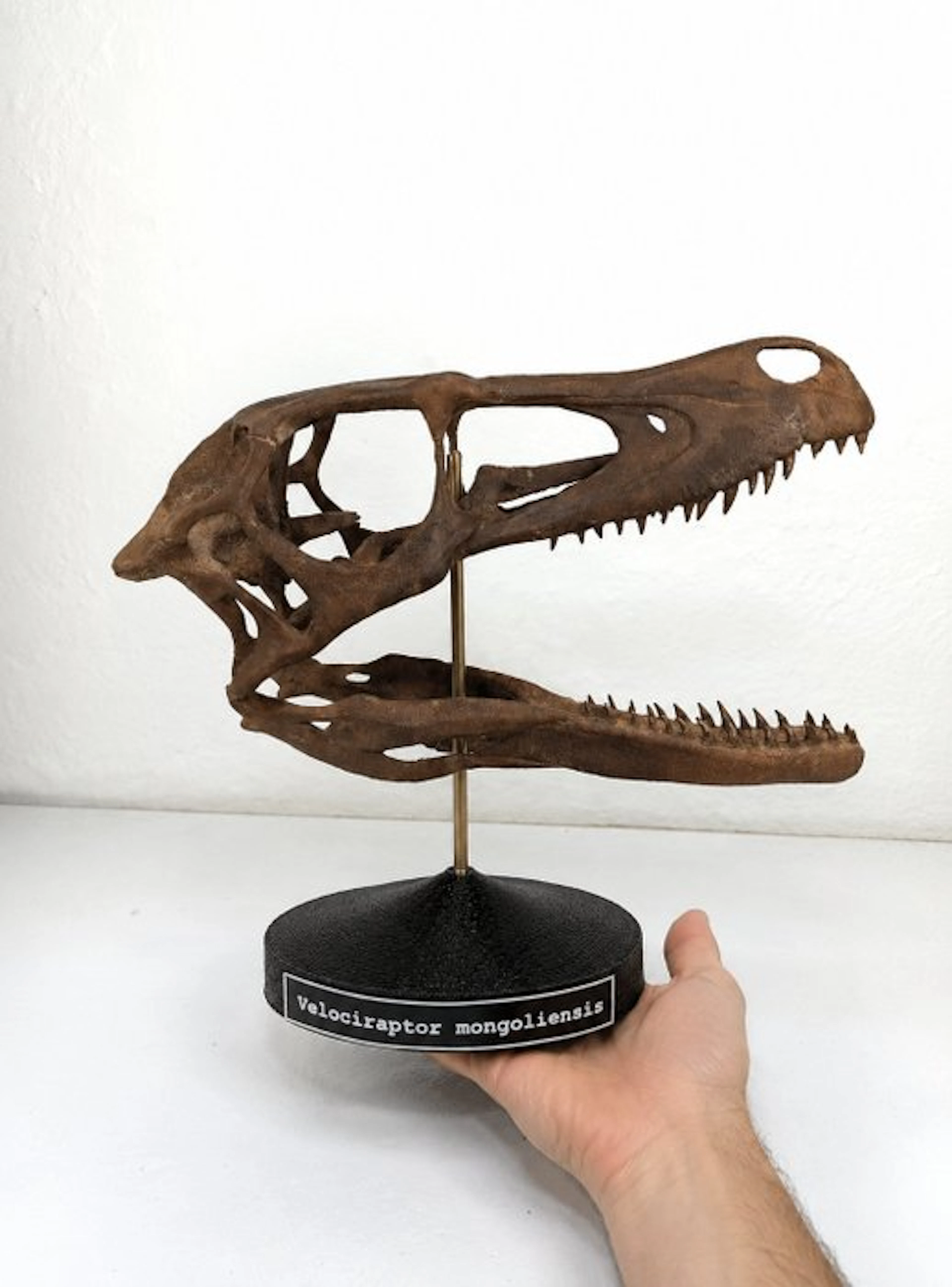 Dinosaur - Fossil skull - Velociraptor mongoliensis...