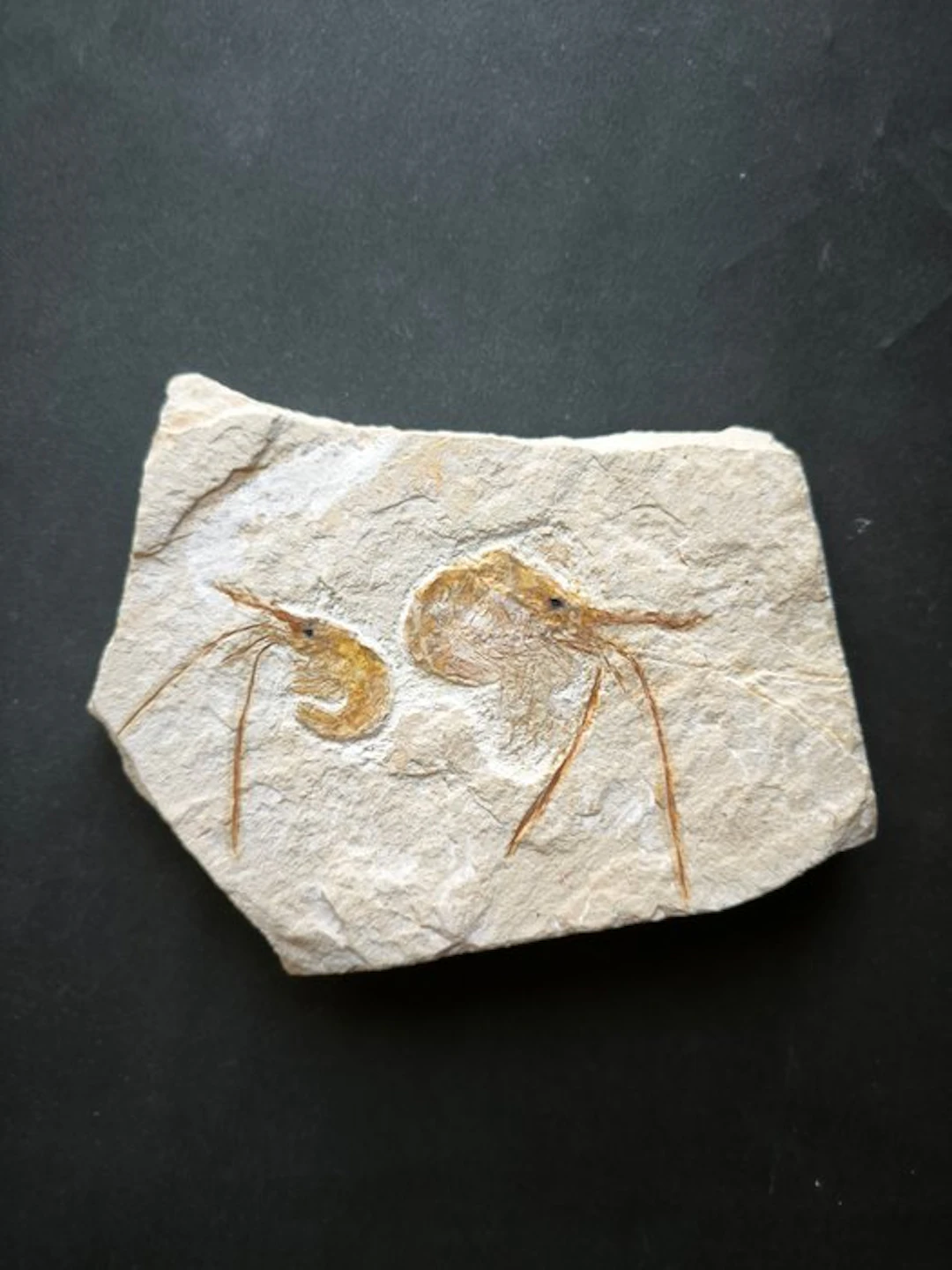 Fossilised animal - 2 Shrimp Carpopenaeus Callirostris...