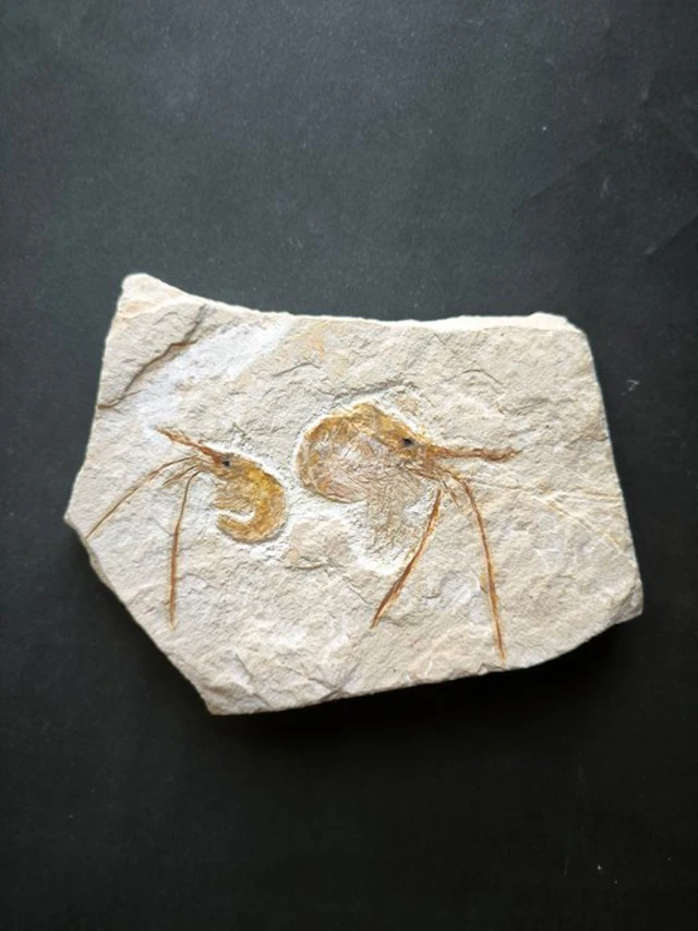Fossilised animal - 2 Shrimp Carpopenaeus Callirostris...