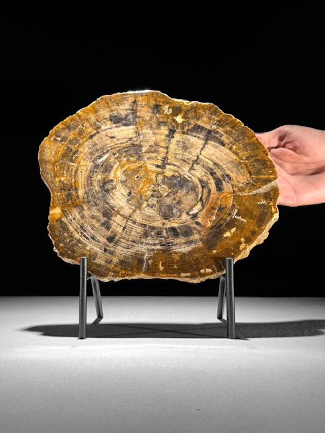 Stunning Slice of Petrified Wood on a custom stand...
