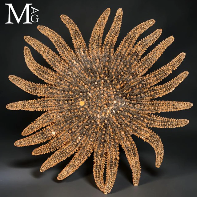 Sunflower Sea Star – Pacific Natural History Specimen...