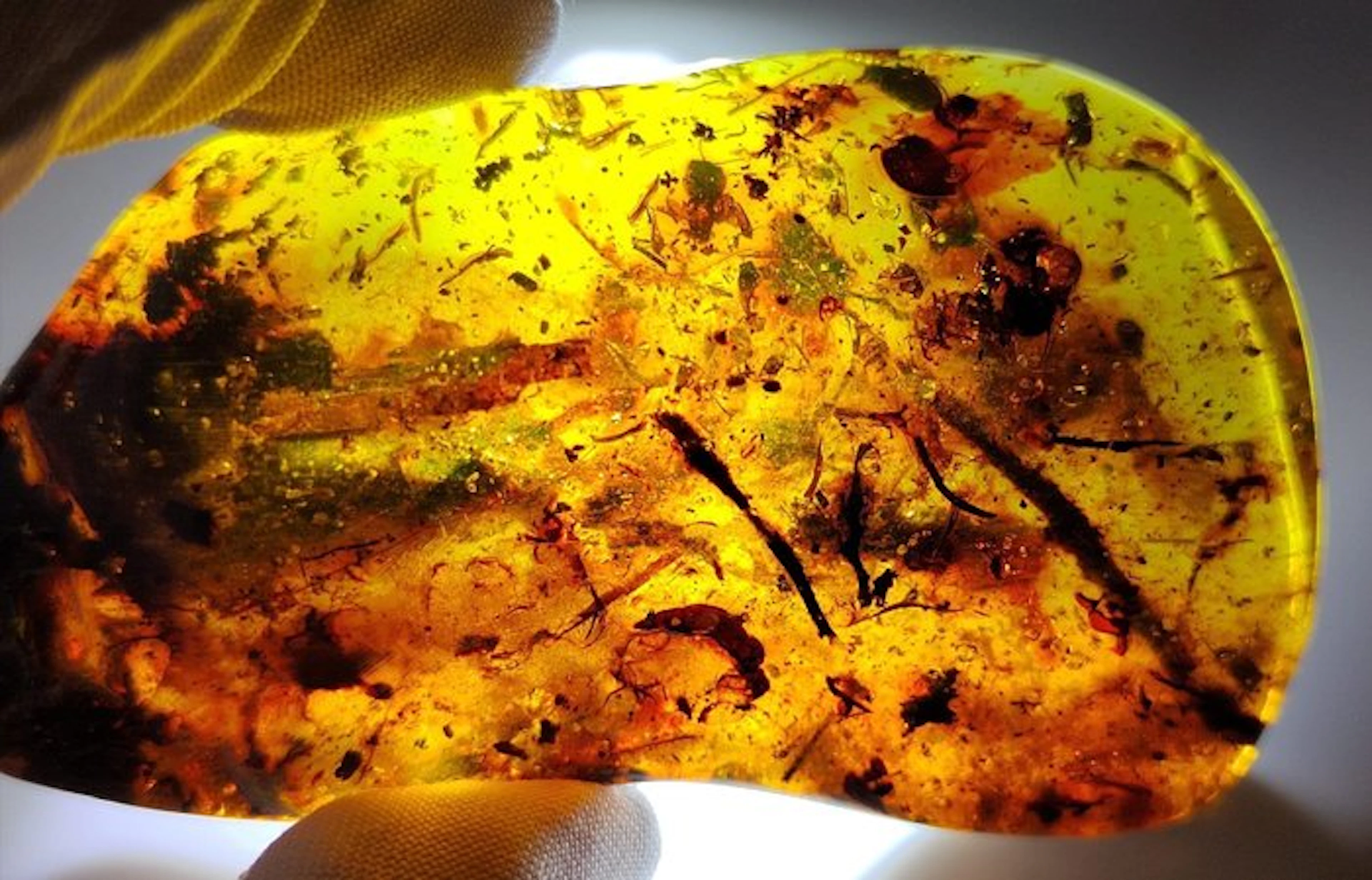 FOSSlL-AMAZING!! Dominican amber- 51.86 g
